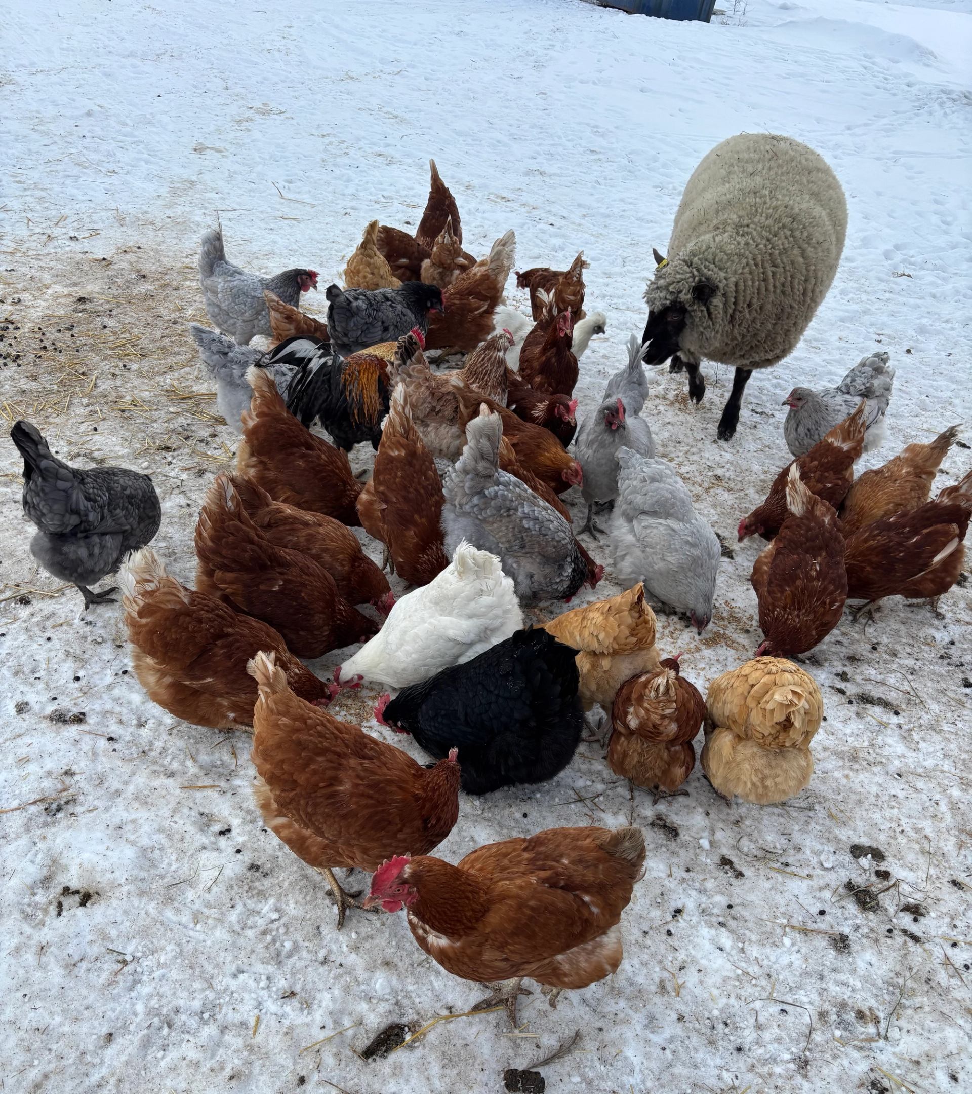 A flock of multi-colored chickens and a black-faced sheep on snowy ground.