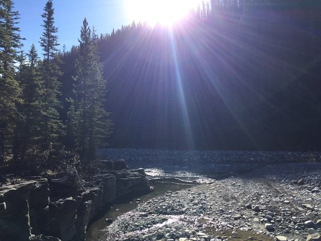 The sun peeking over the trees