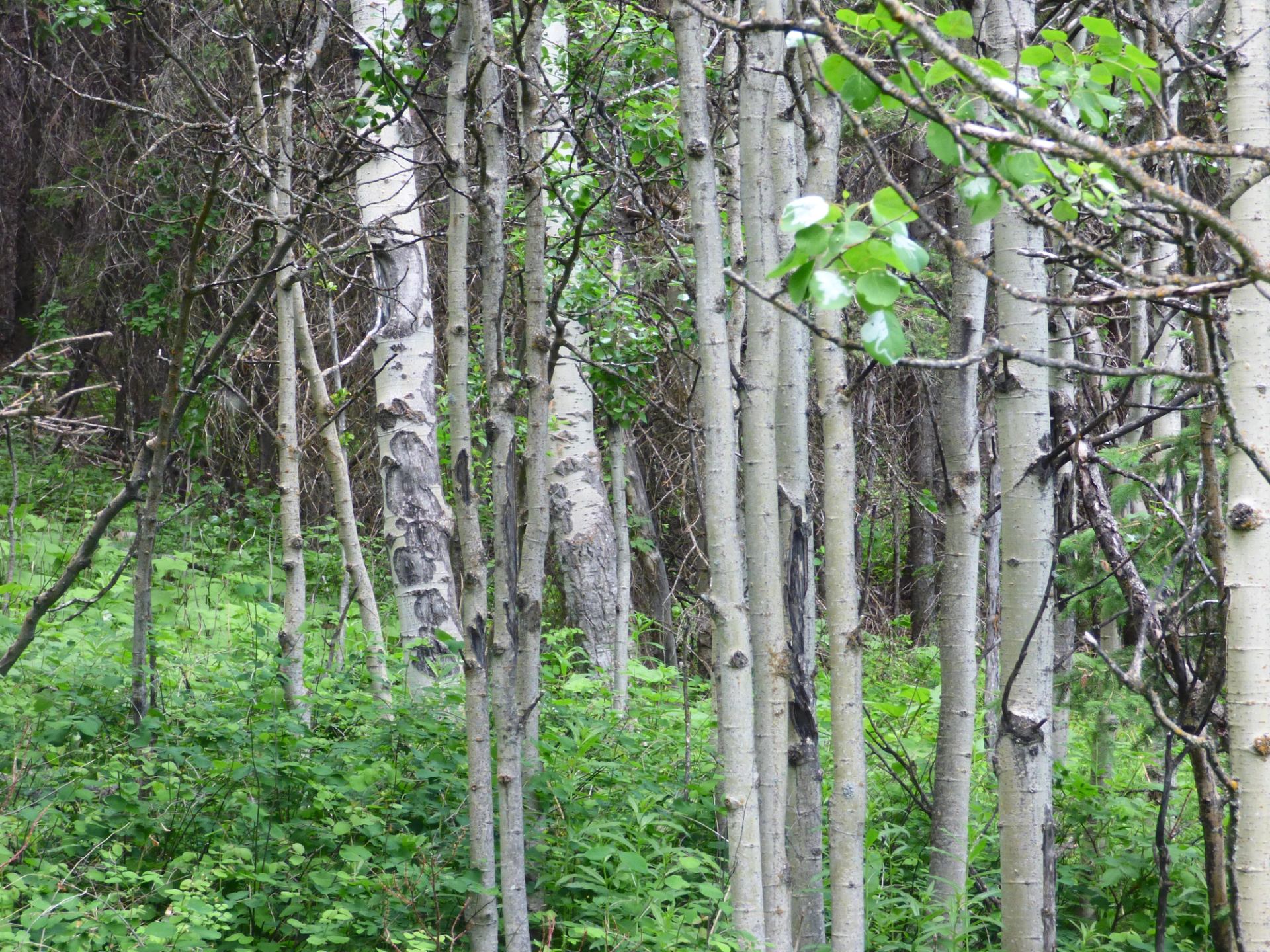 Aspen tree trunks and green undergrowth in a dense forest.
