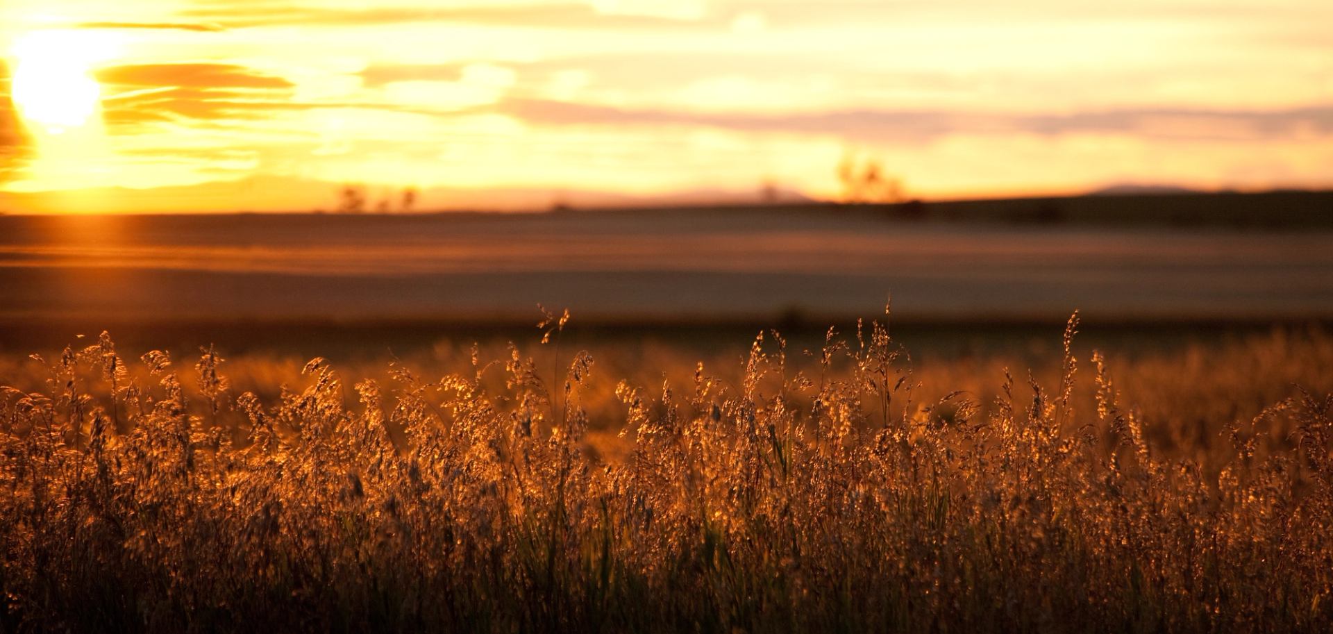 Tall grasses glow in low sun against distant flat fields and layered sky.