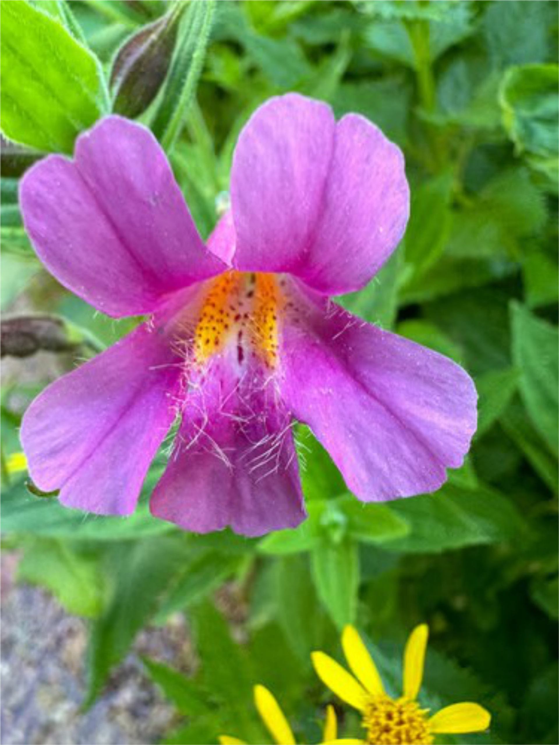 Pink wildflower with yellow speckled centre and fine hairs, surrounded by green foliage.