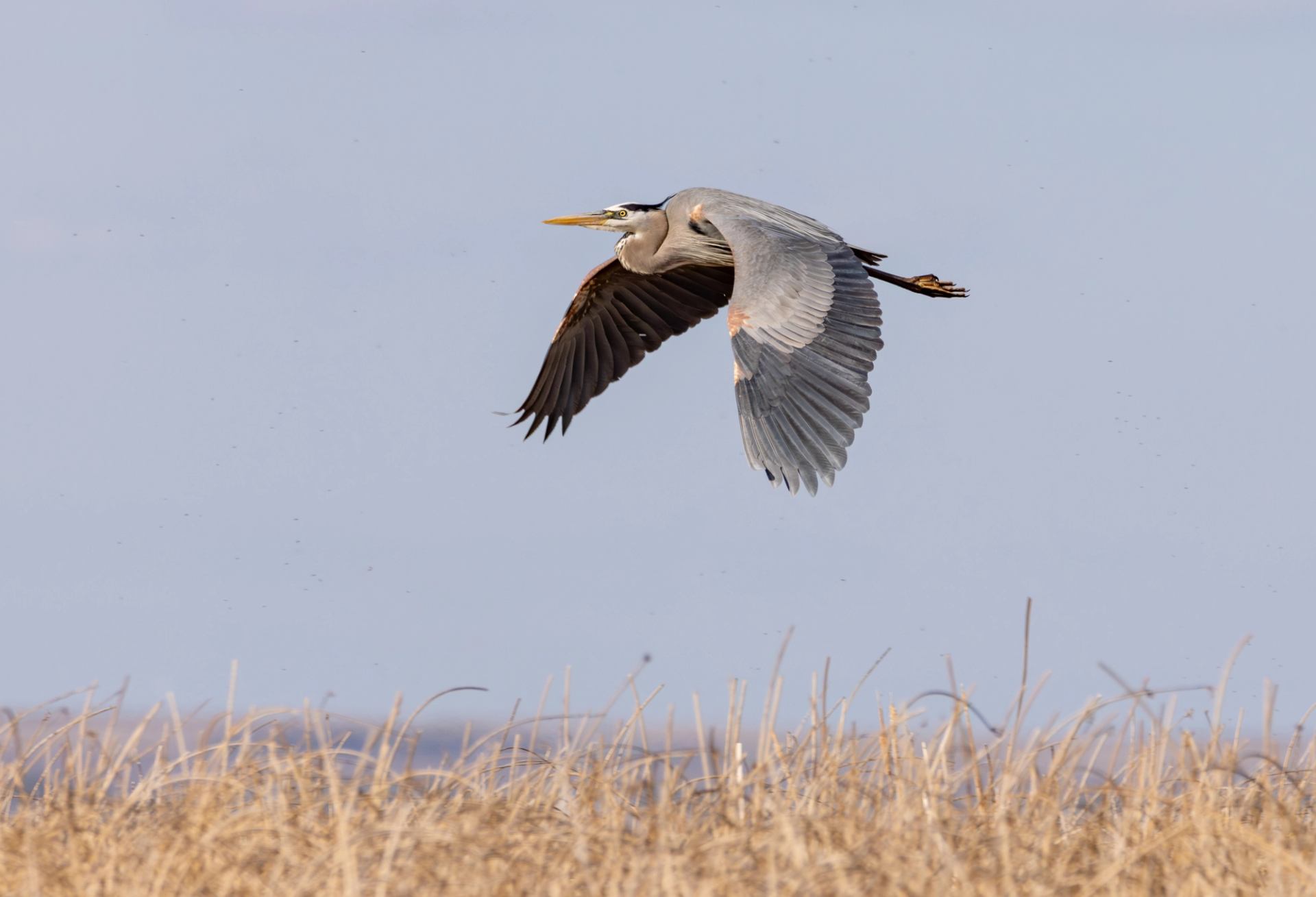 Great blue heron flying over tall golden grass with a clear blue sky in the background.