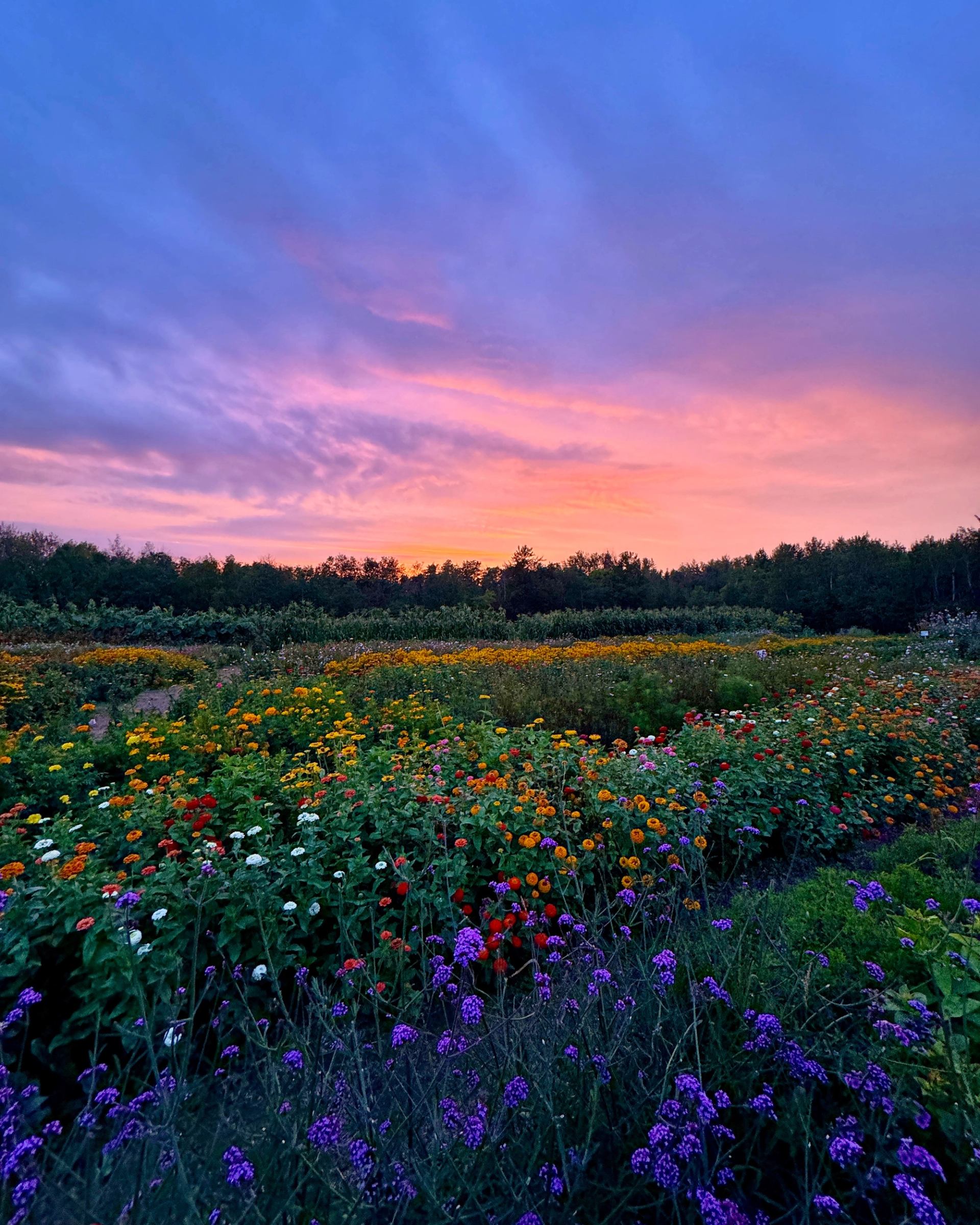 Colorful flower garden at sunset with vivid blooms and a pink-purple sky.