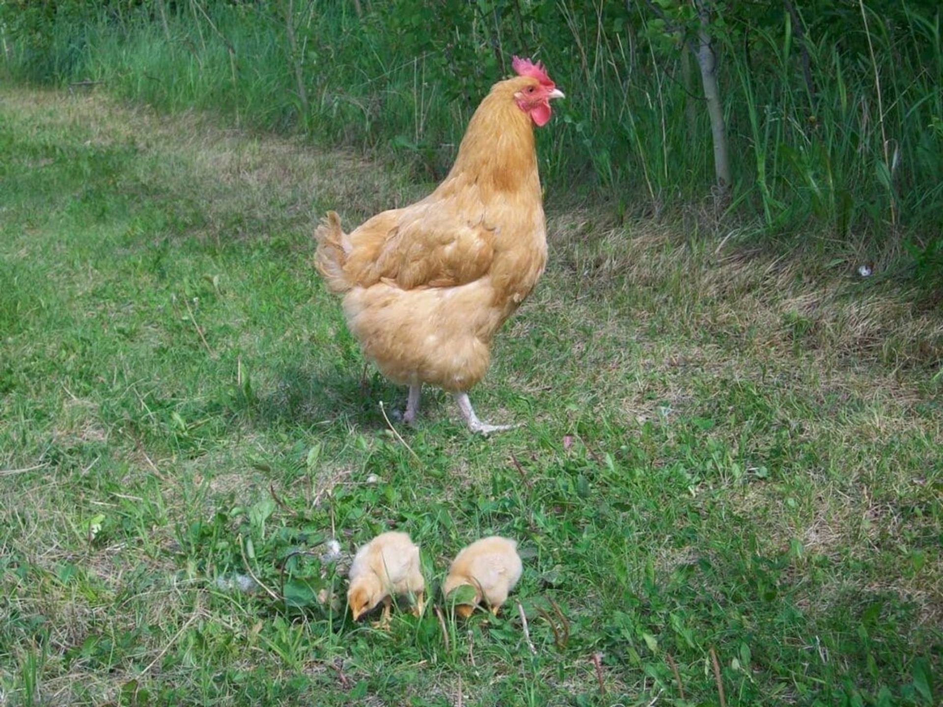 Great and Small Adventure Farm features a hen and chicks exploring a grassy pasture.