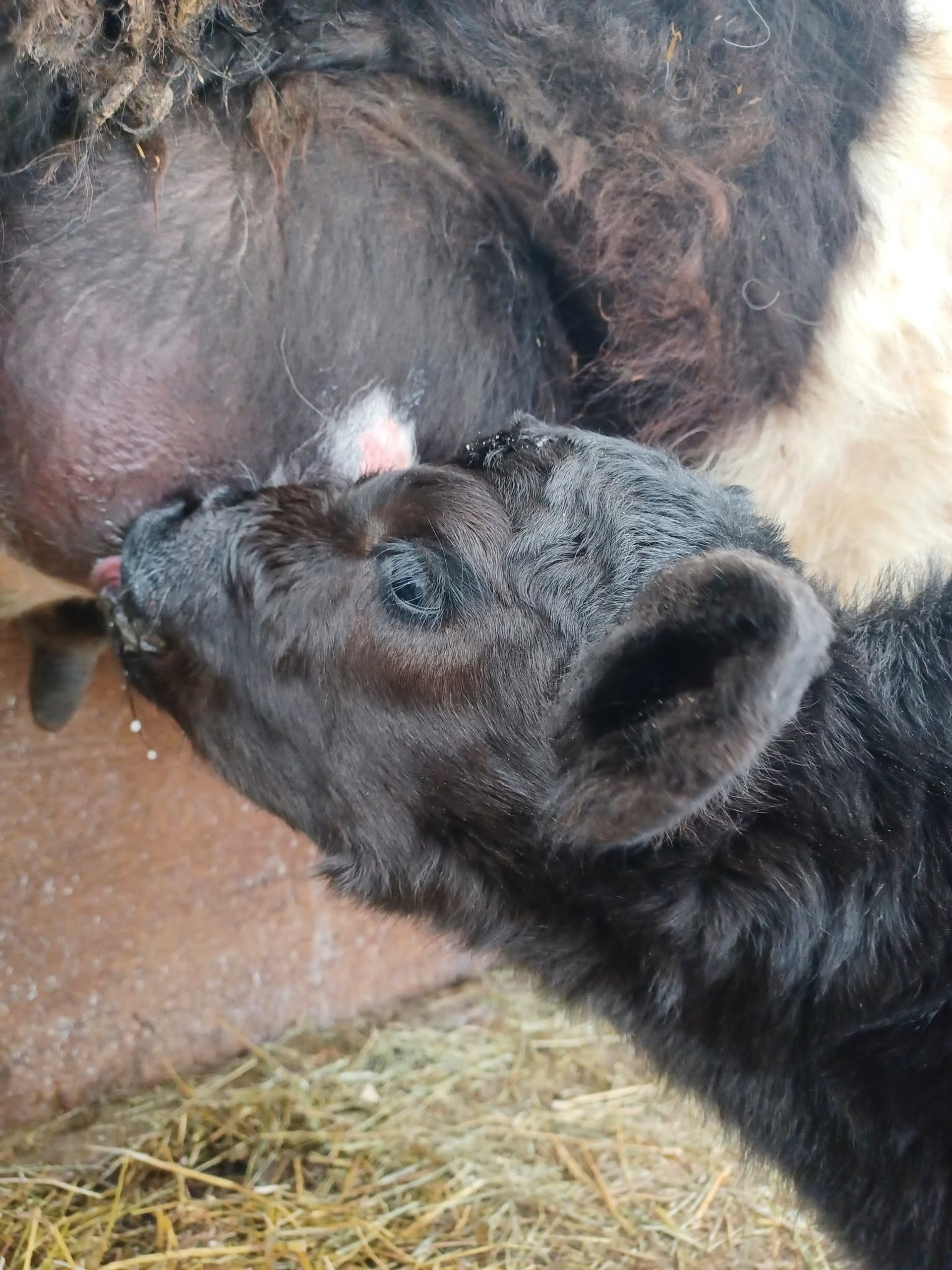 A newborn calf nurses from its mother inside a barn lined with fresh straw bedding.