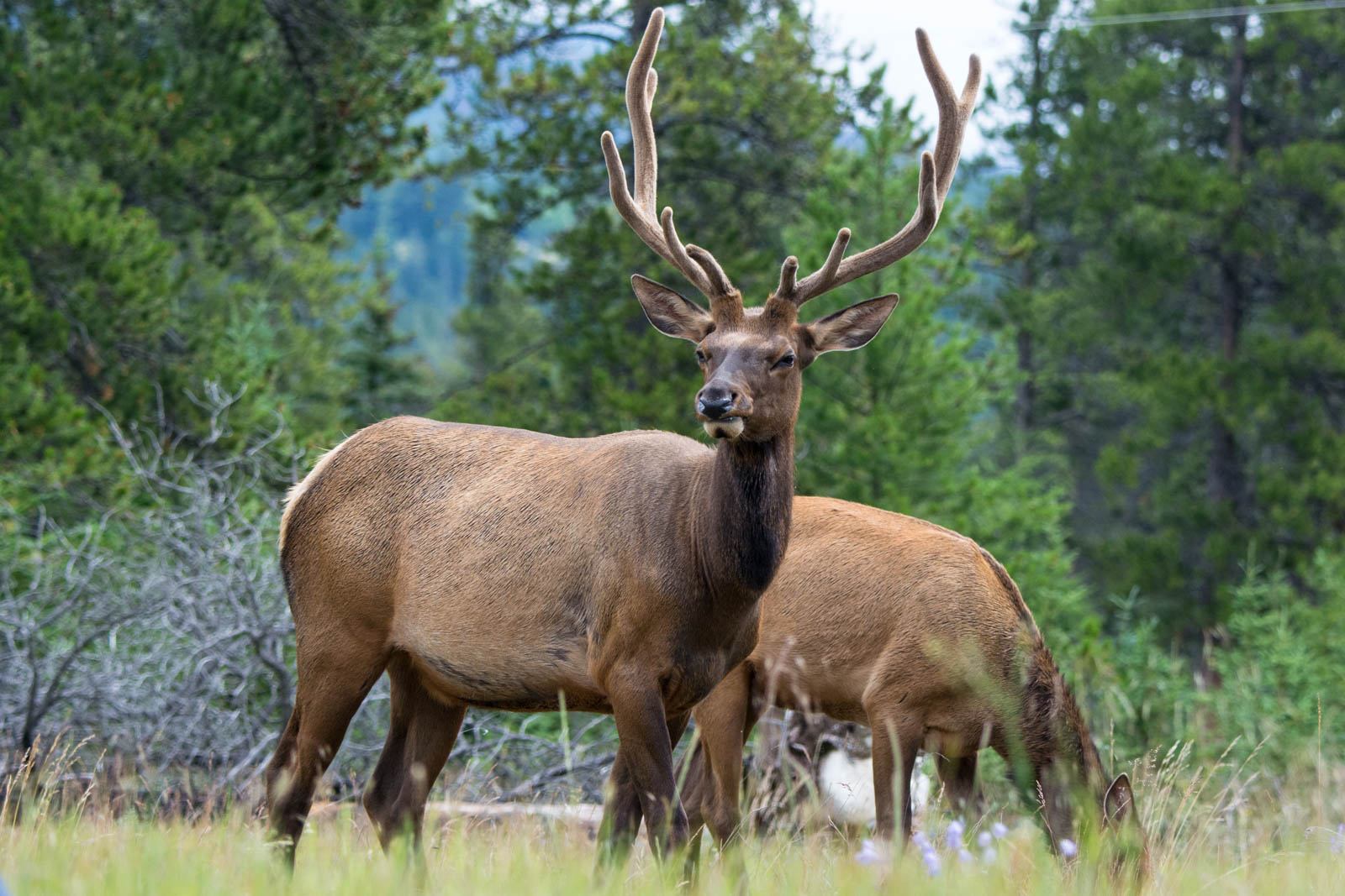 Two bull elk grazing