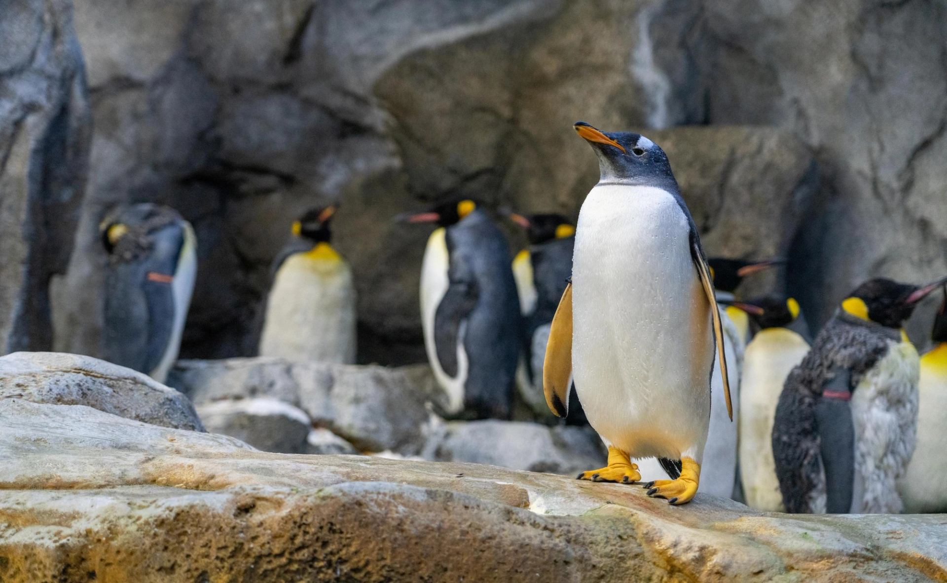 Group of penguins gathered on layered rocks inside a naturalistic habitat.