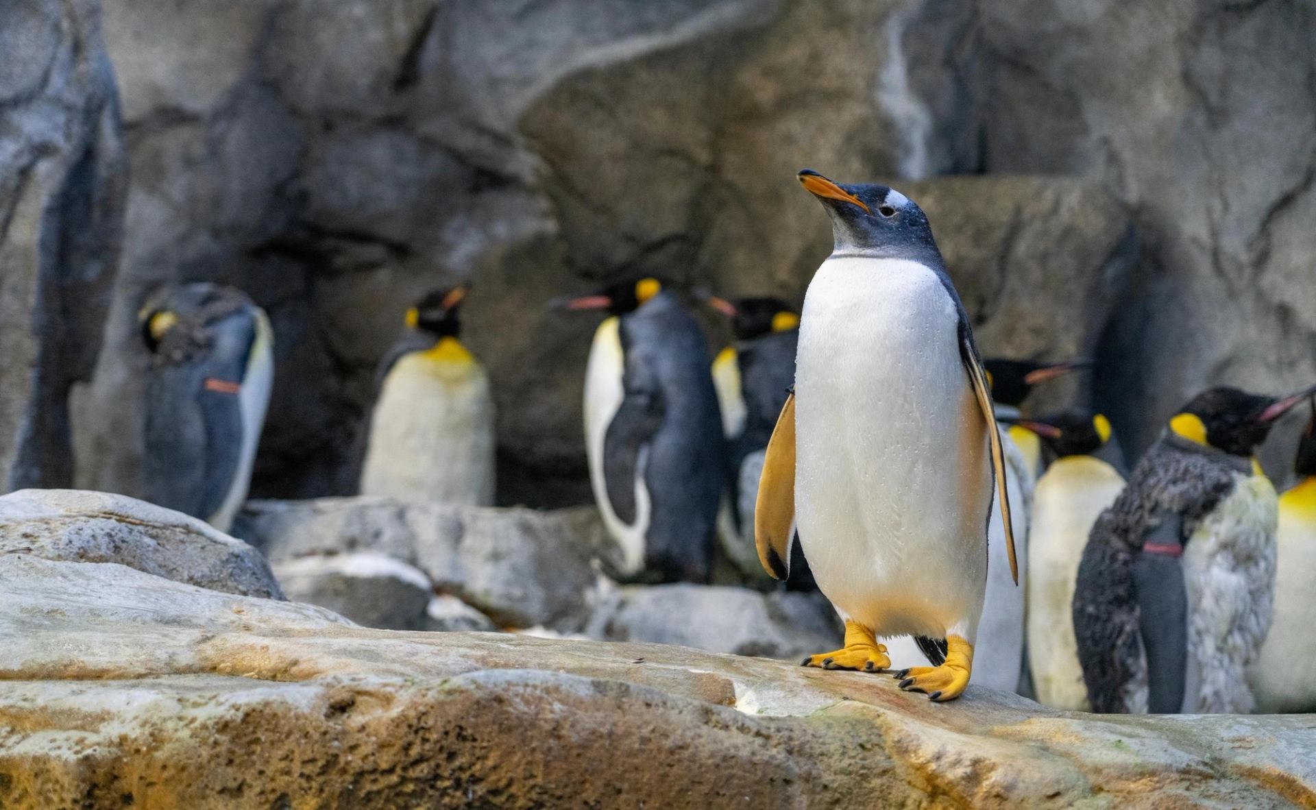 Group of penguins gathered on layered rocks inside a naturalistic habitat.