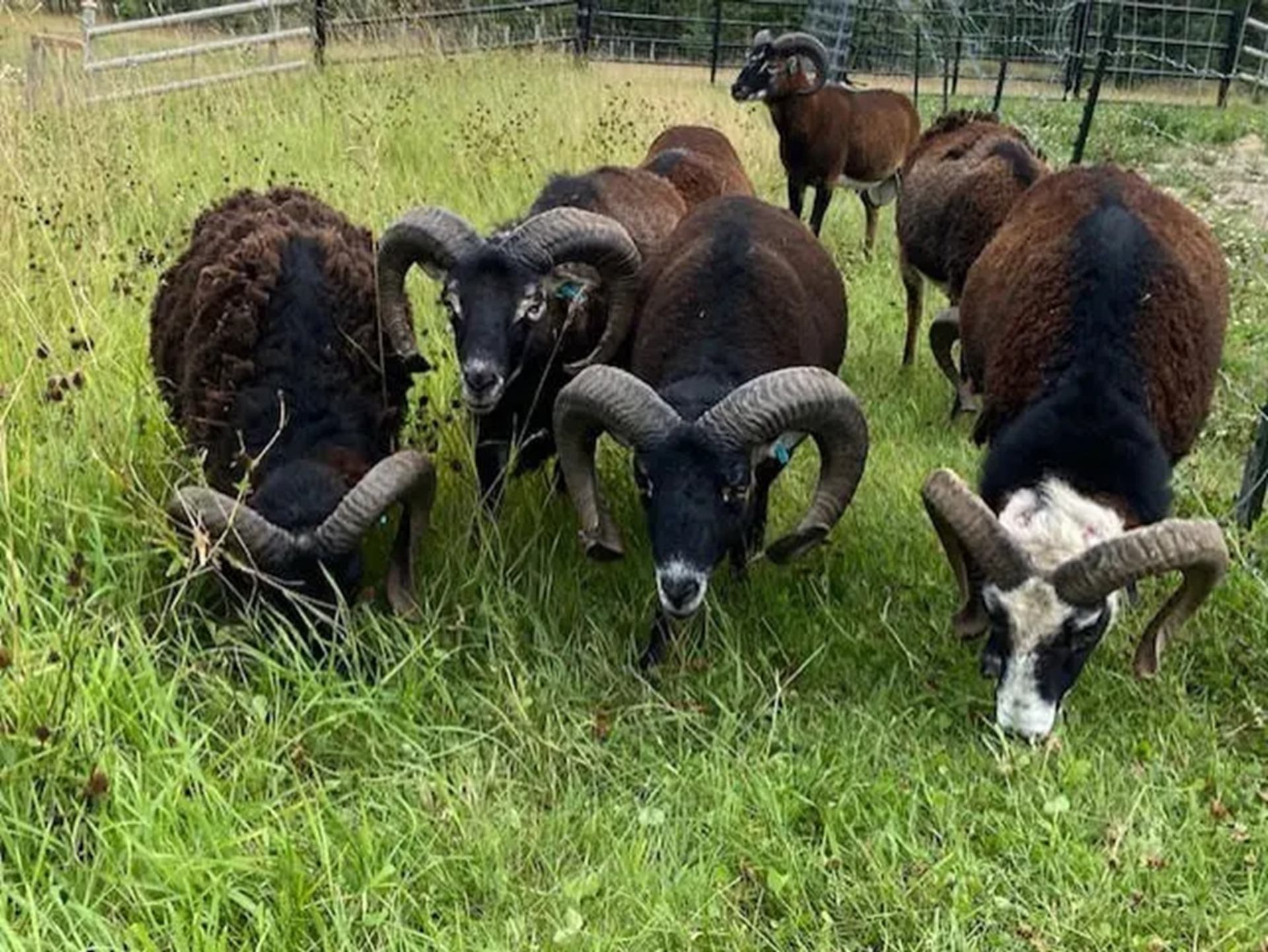 Horned sheep graze on tall green grass inside a fenced pasture.