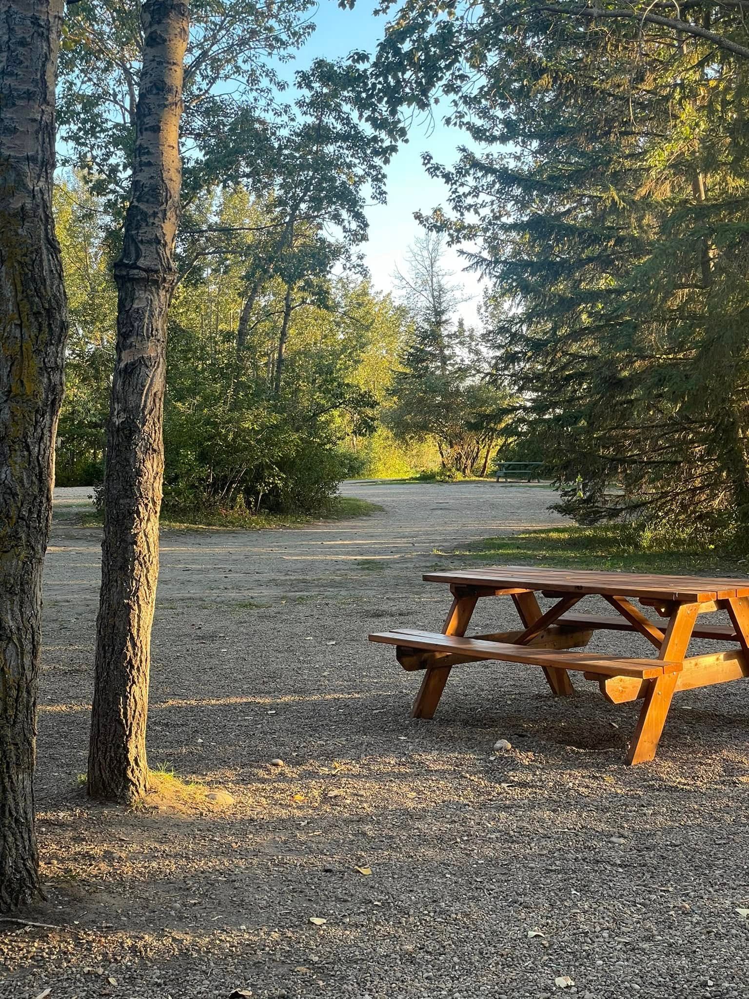 A wooden picnic table rests on a gravel site among tall trees at Wilson’s Beach Campground.