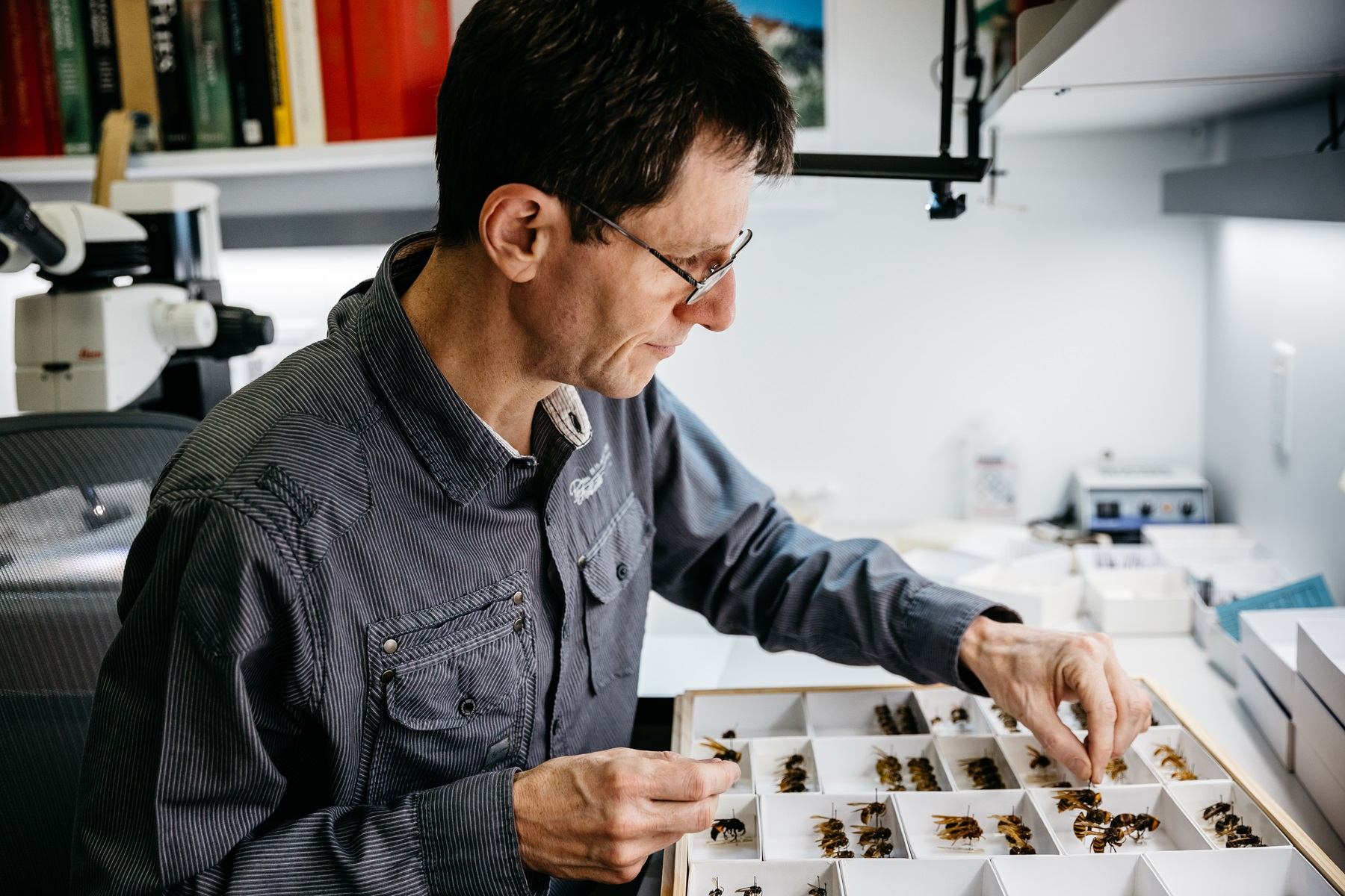 Person sorting specimens in lab tray beside microscope and shelves at museum festival.