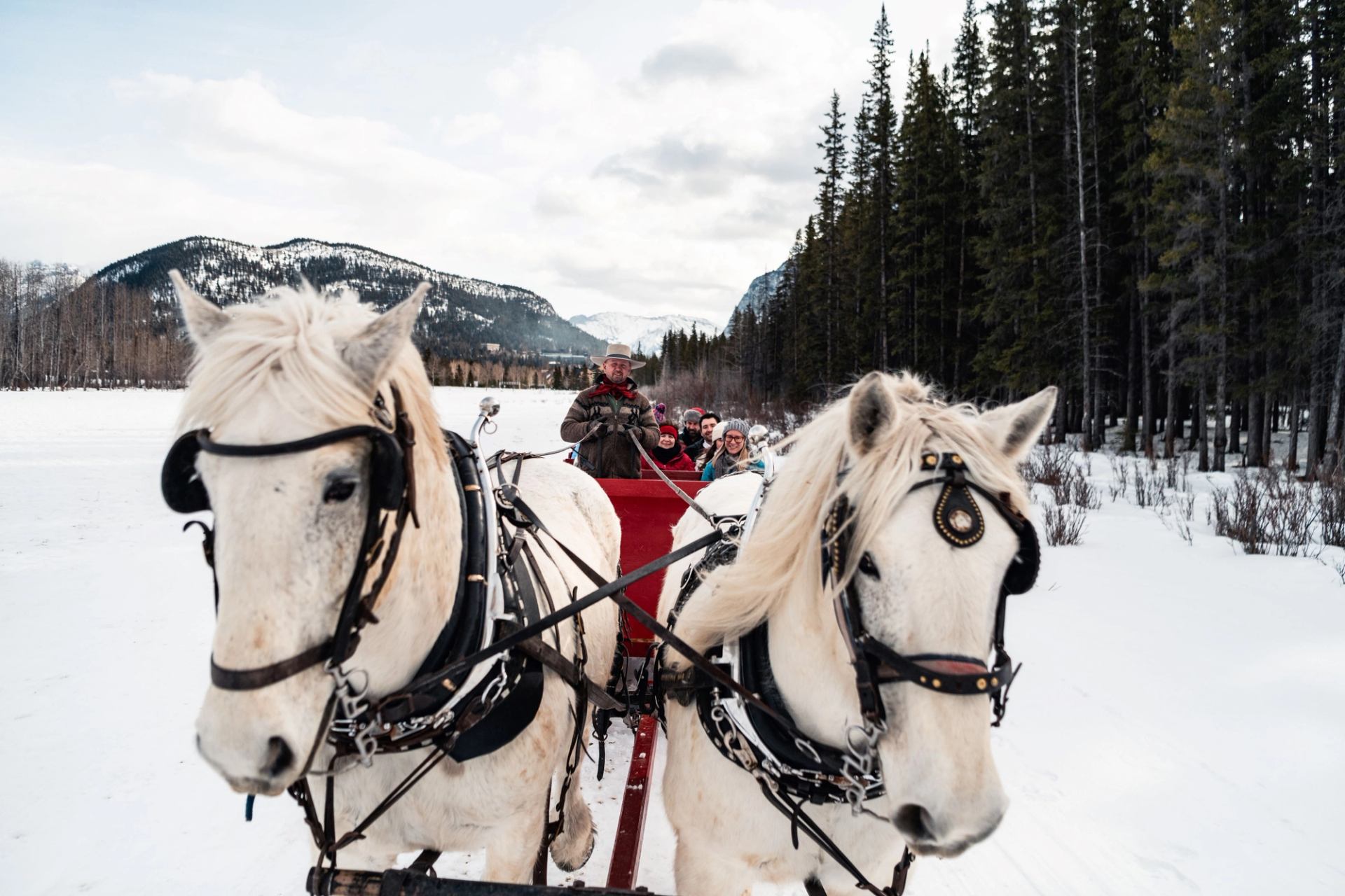 White horses pull red sleigh through snowy forest with mountain backdrop.