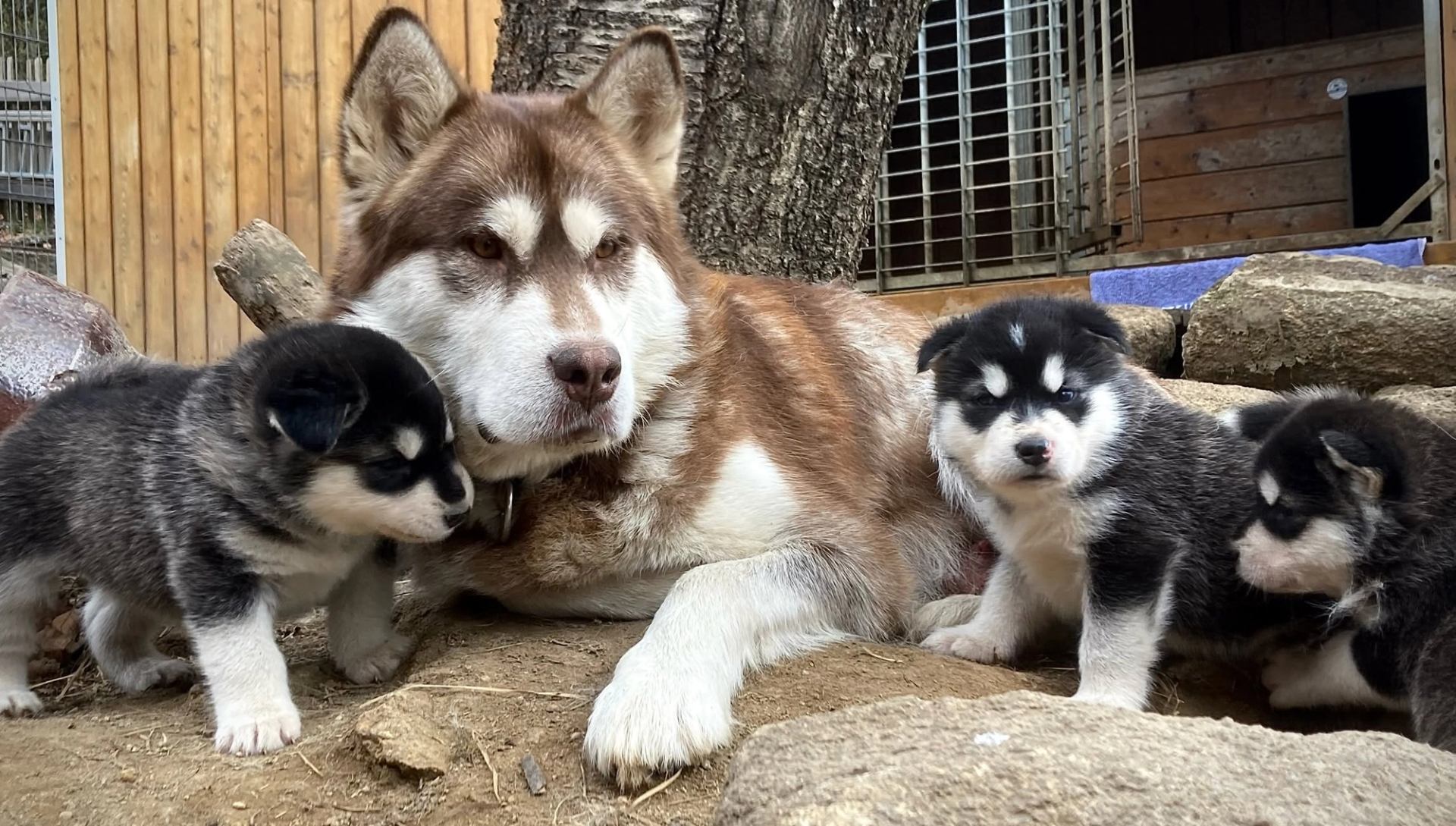 An adult husky rests on the ground while three fluffy puppies explore among rocks