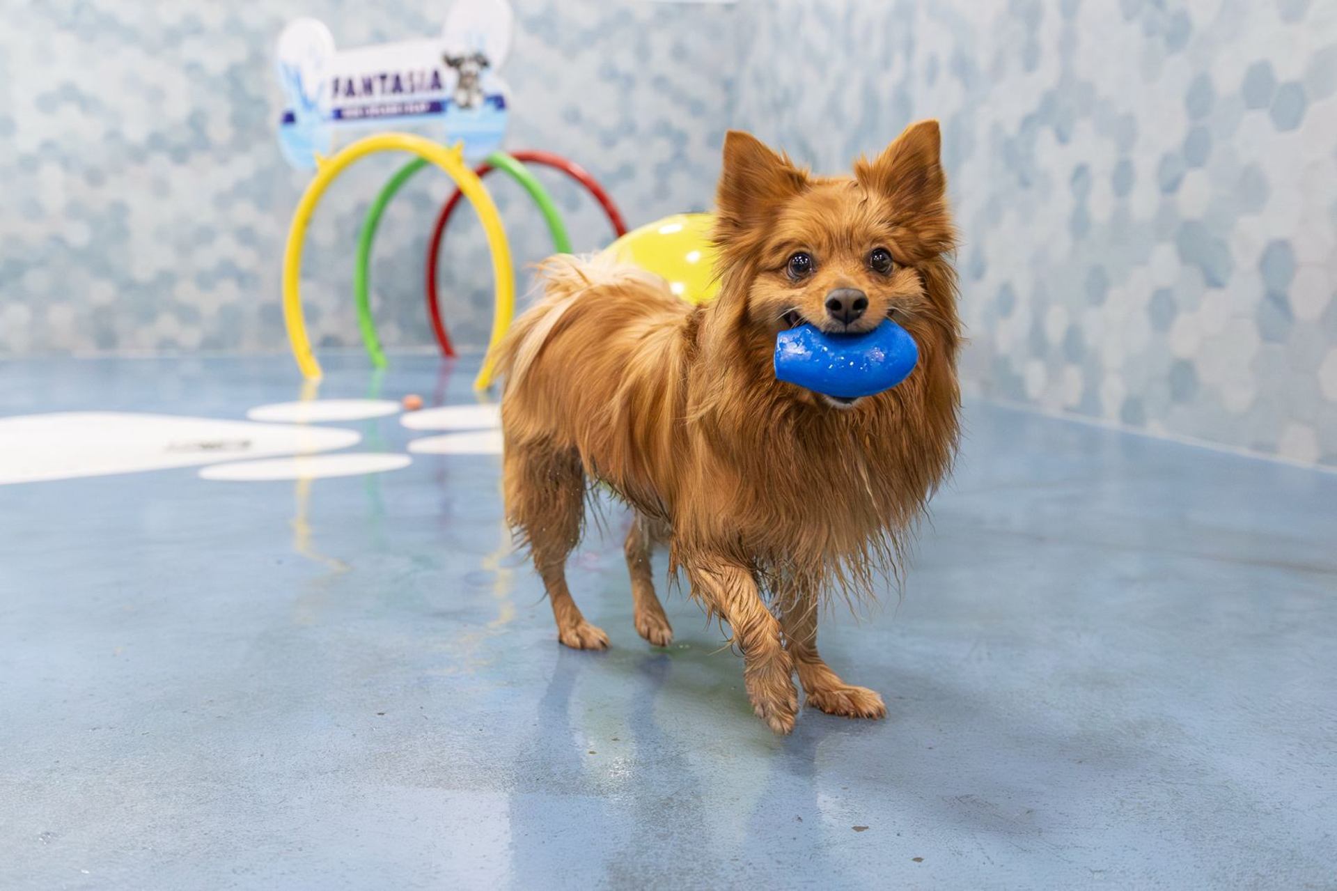 Pomeranian with a toy in the splash park.