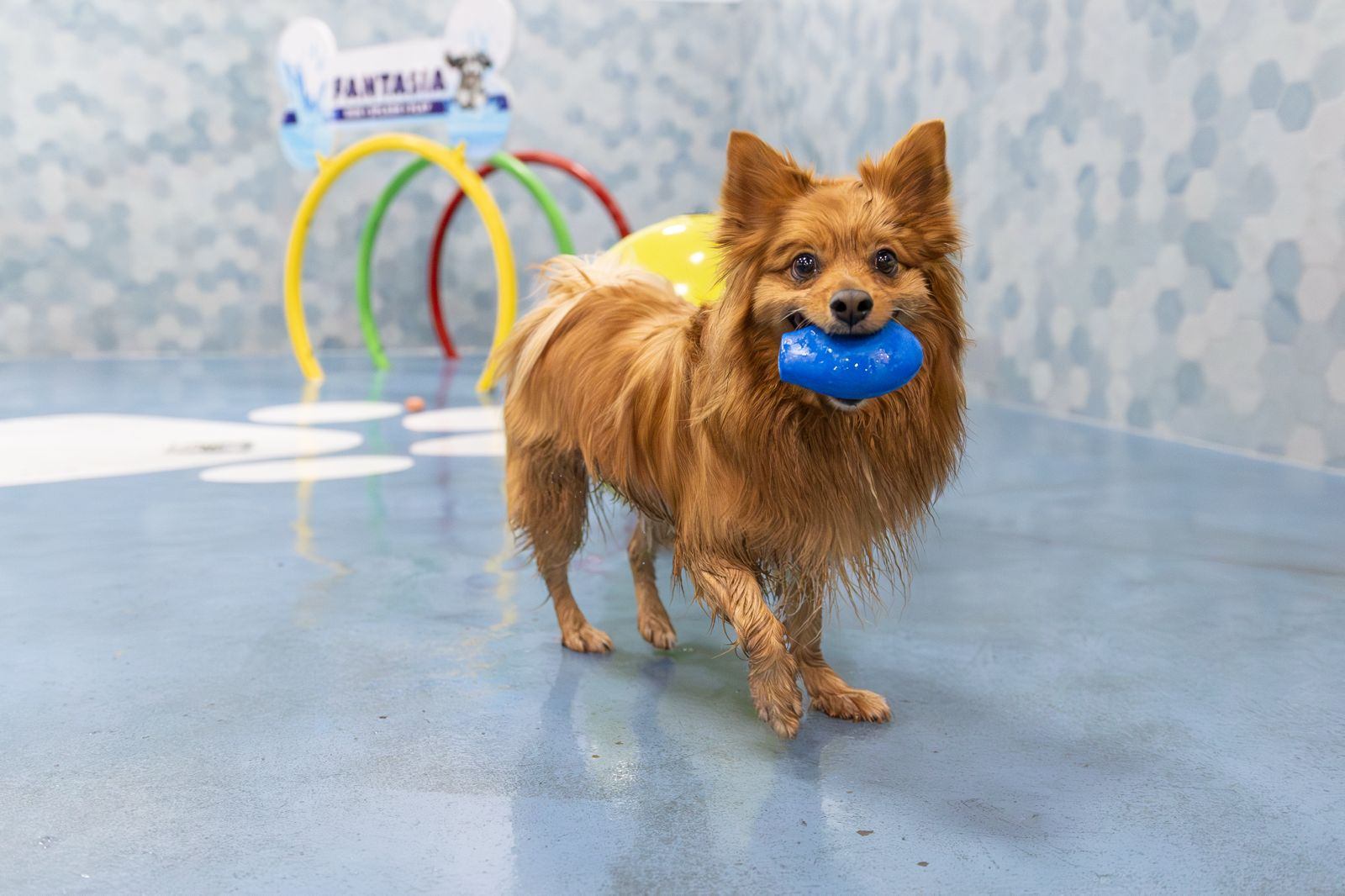 Pomeranian with a toy in the splash park.