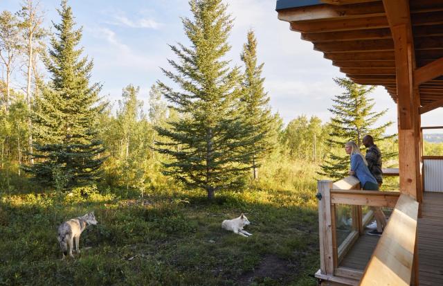 Couple watching wolfs at Yamnuska Wolfdog Sanctuary.