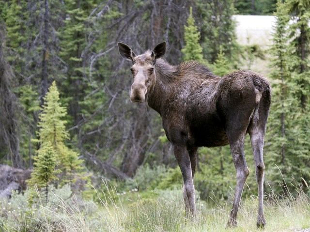 A moose stands alert in a forest clearing surrounded by tall pine trees. Its gaze is directed at the camera, conveying a calm, natural setting.