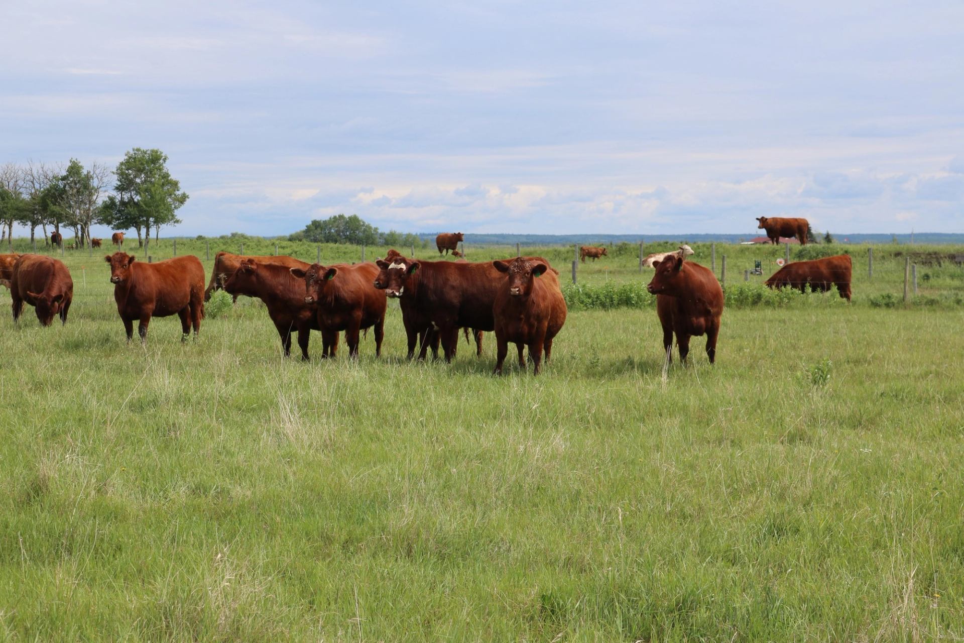 Brown cattle stand and graze in a green pasture under a cloudy sky.