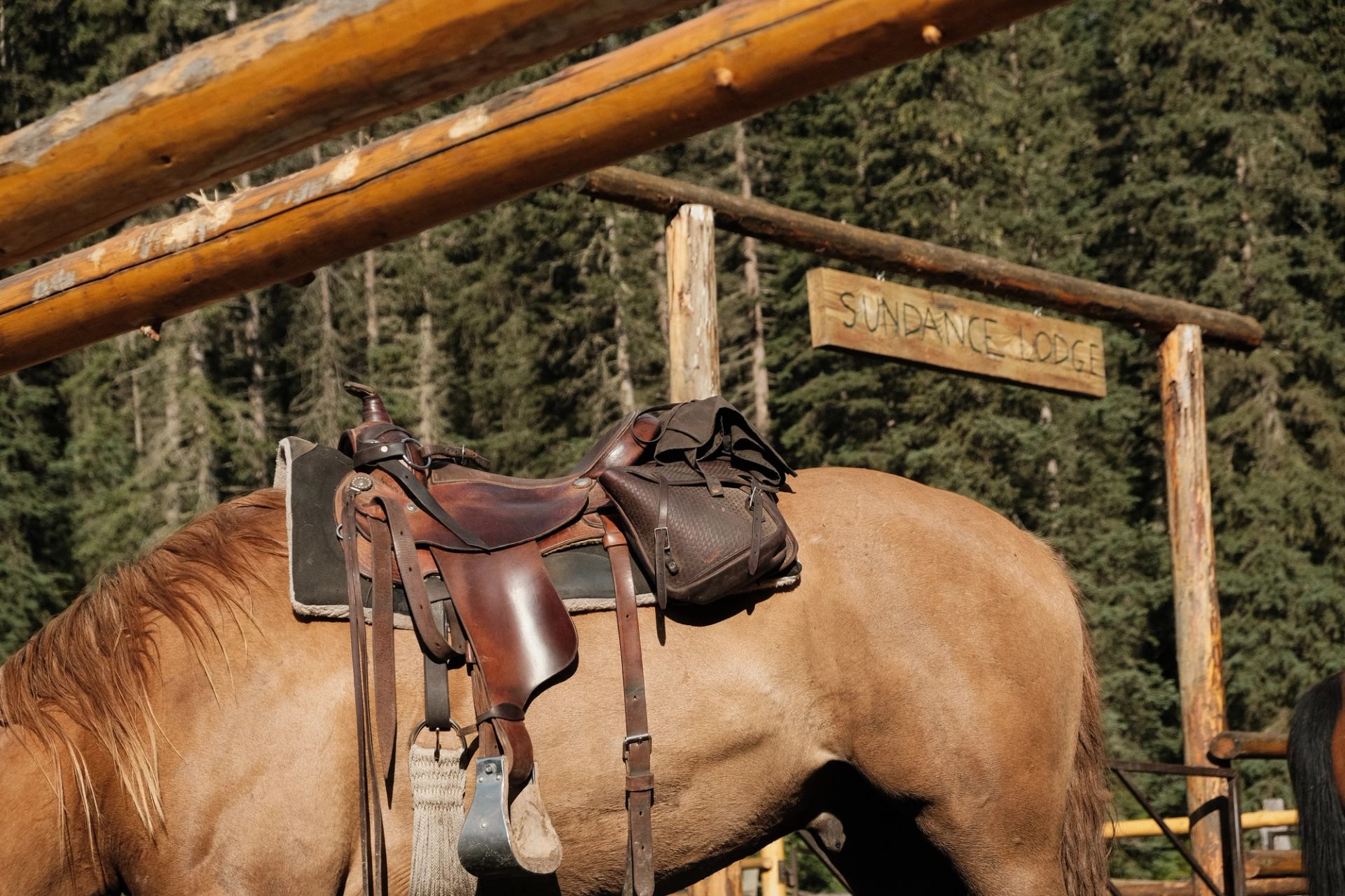 Saddled horse standing near a rustic wooden sign for Sundance Lodge in a forest setting.