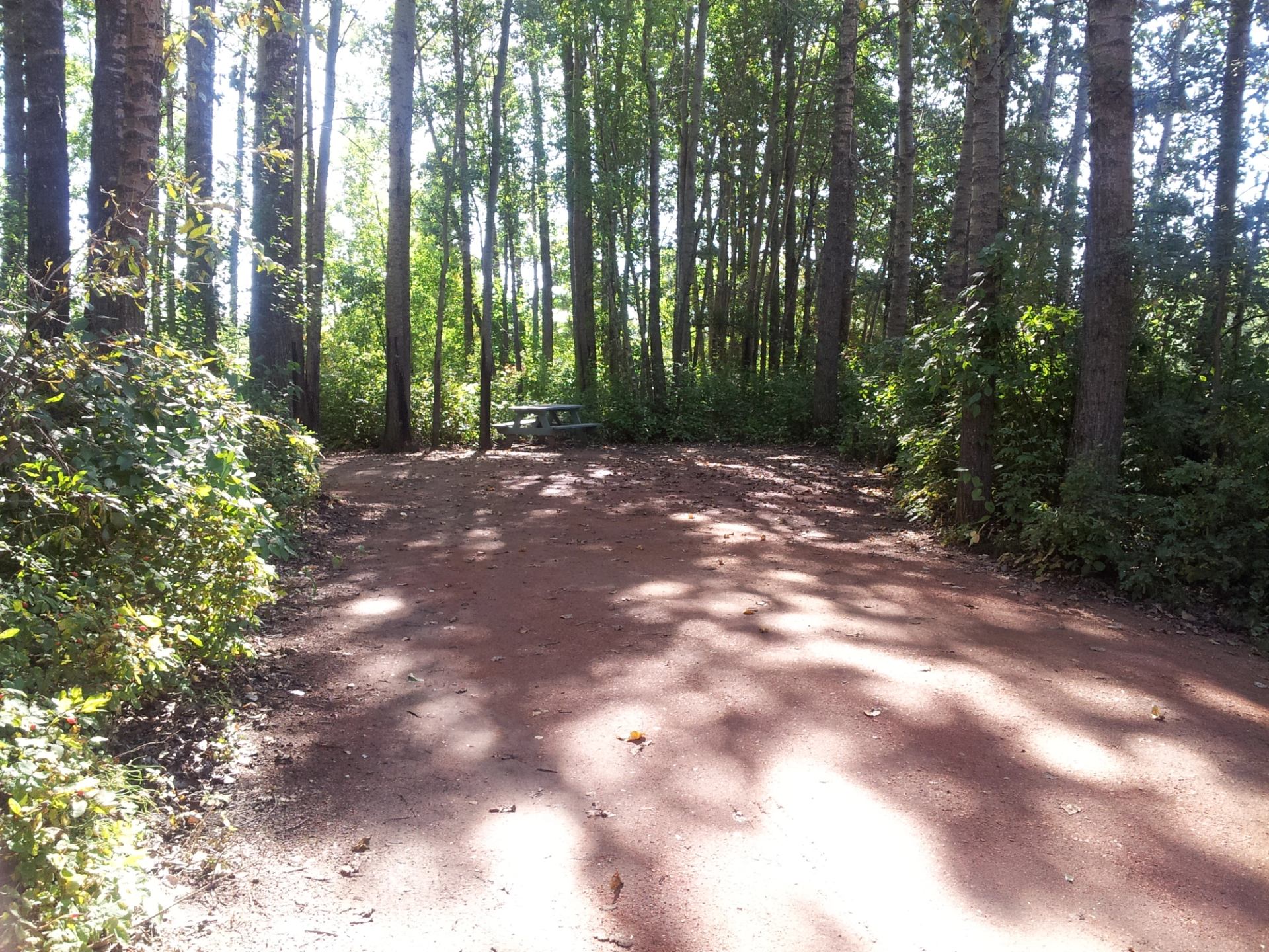 Wooded campsite with a dirt clearing and picnic table among tall trees.