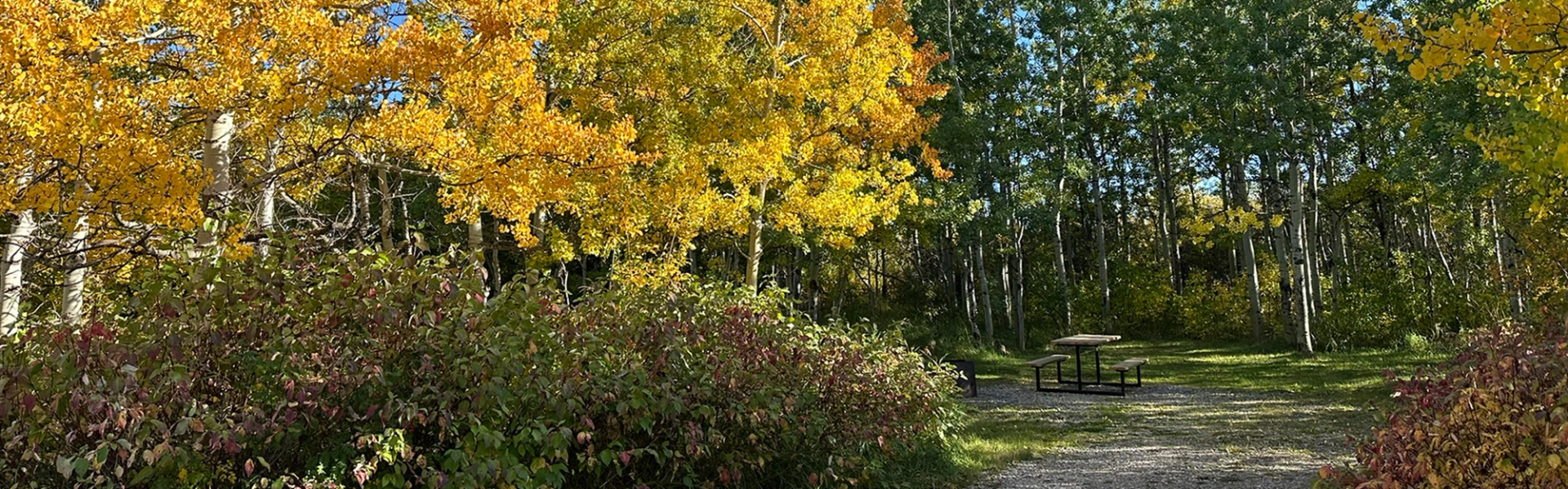 Shaded picnic area surrounded by vibrant autumn foliage in a forest campground.