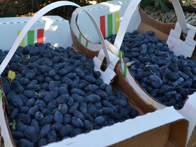 Boxes filled with freshly picked berries at Red Lodge U-Pick.