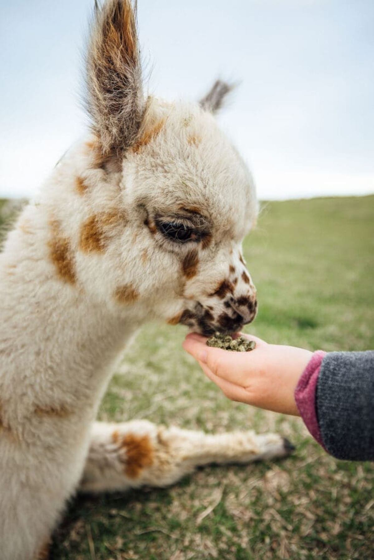 Spotted alpaca eats pellets from a child’s hand in a grassy field.