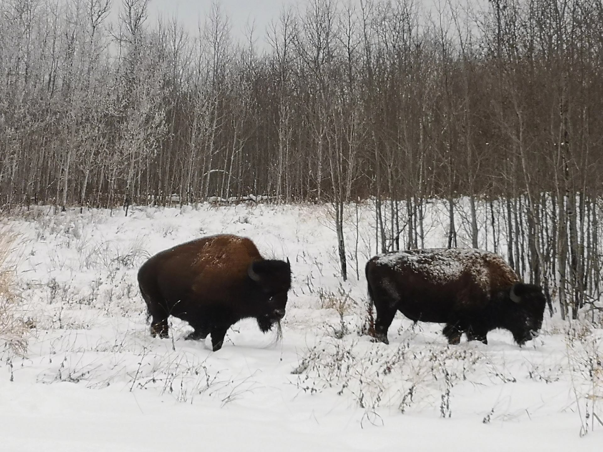 Plains bison in the winter woods.