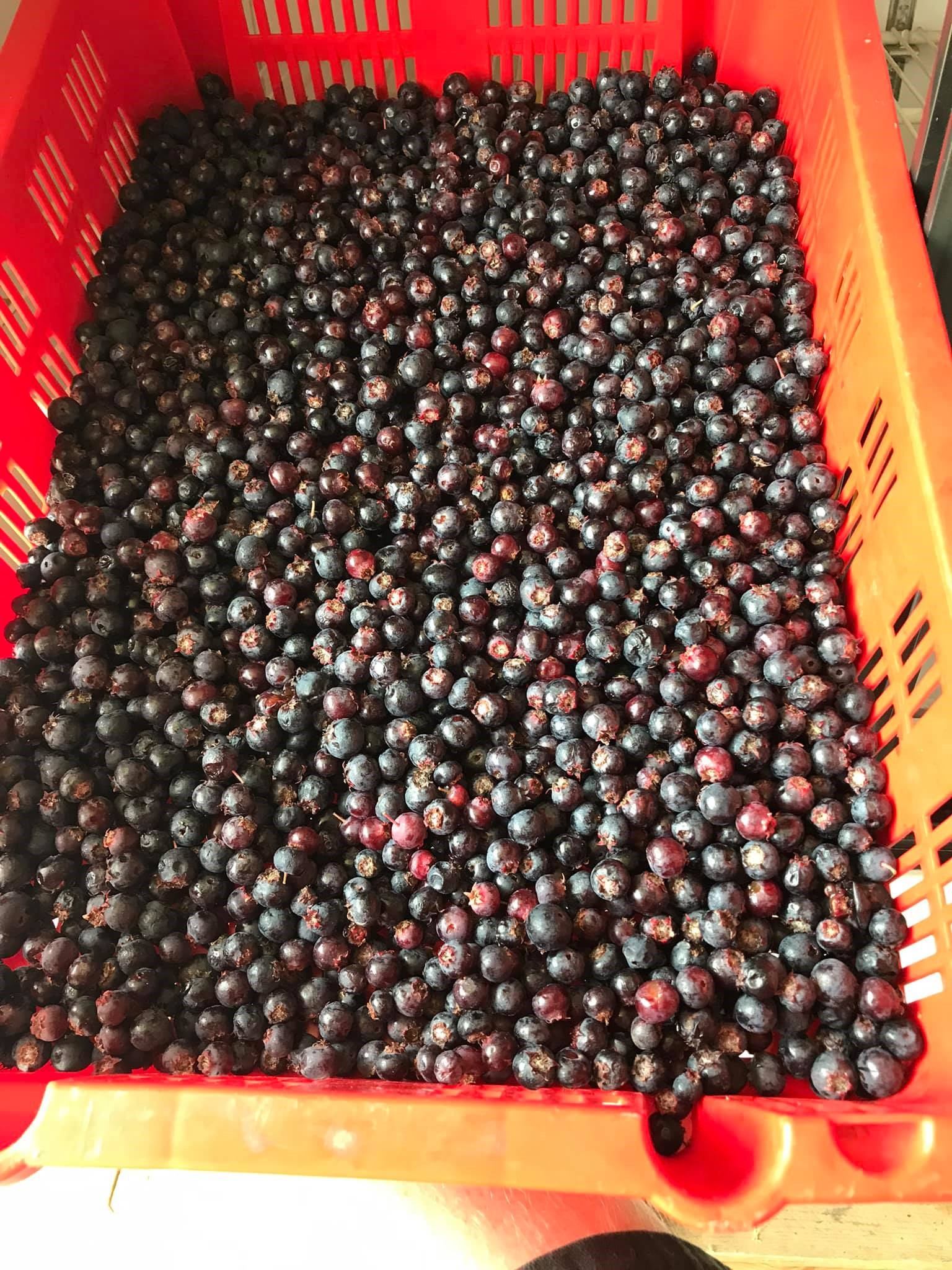 Red plastic crate filled with dark purple berries.