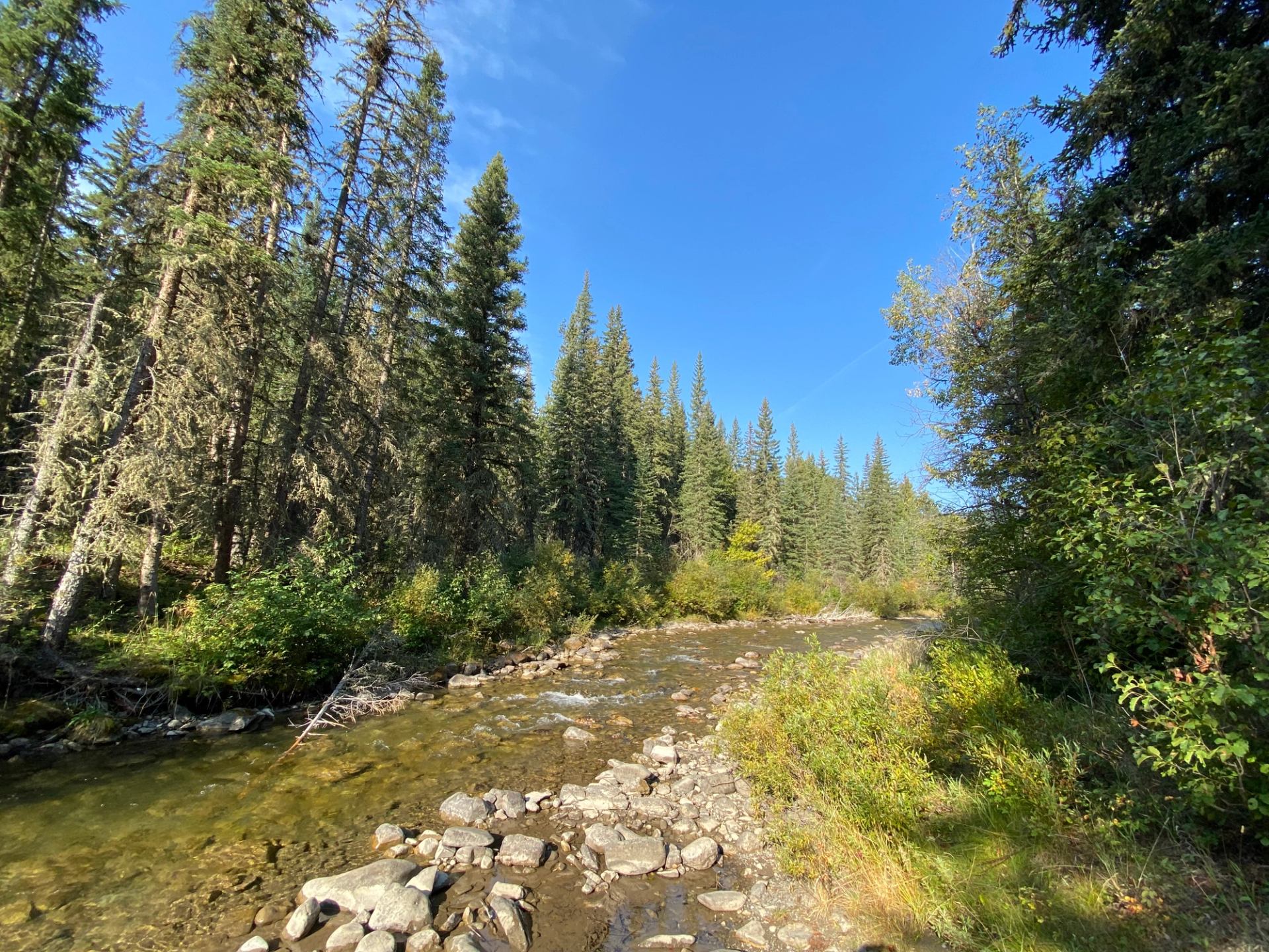 Rocky shallow river flowing through dense evergreen forest under clear blue sky.