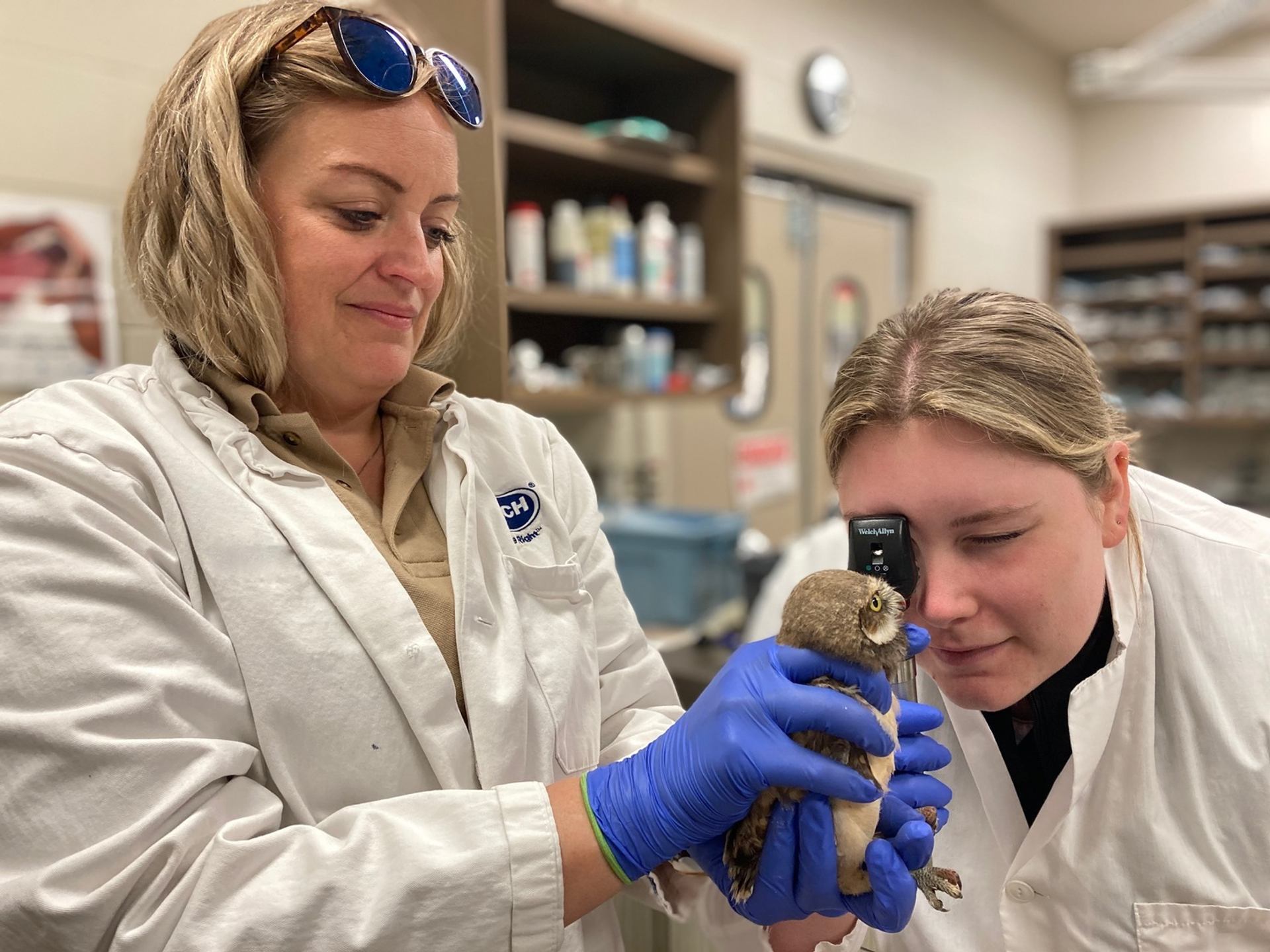Veterinary staff in lab coats examine a small owl with an eye scope.