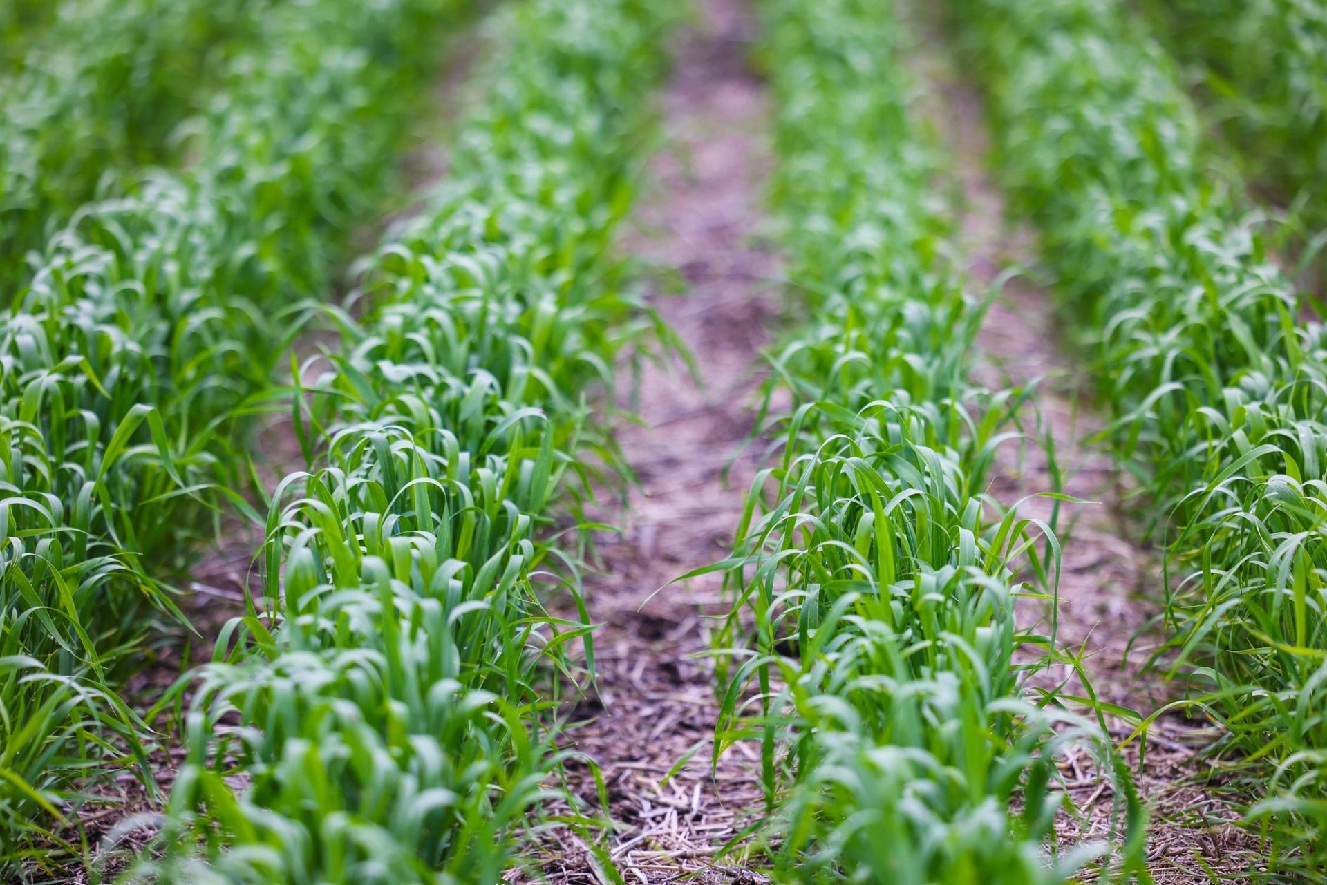 Rows of young green crops growing in soil, forming parallel lines into the distance.
