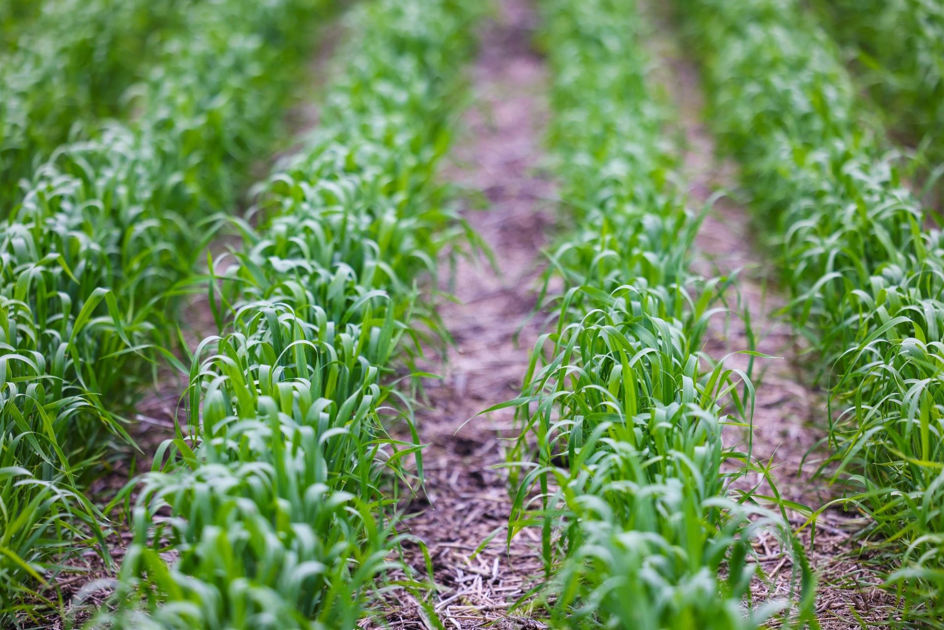 Rows of young green crops growing in soil, forming parallel lines into the distance.