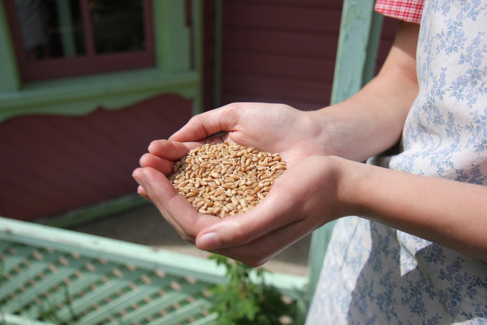 Hands holding a pile of wheat grains outside near a green wooden railing.