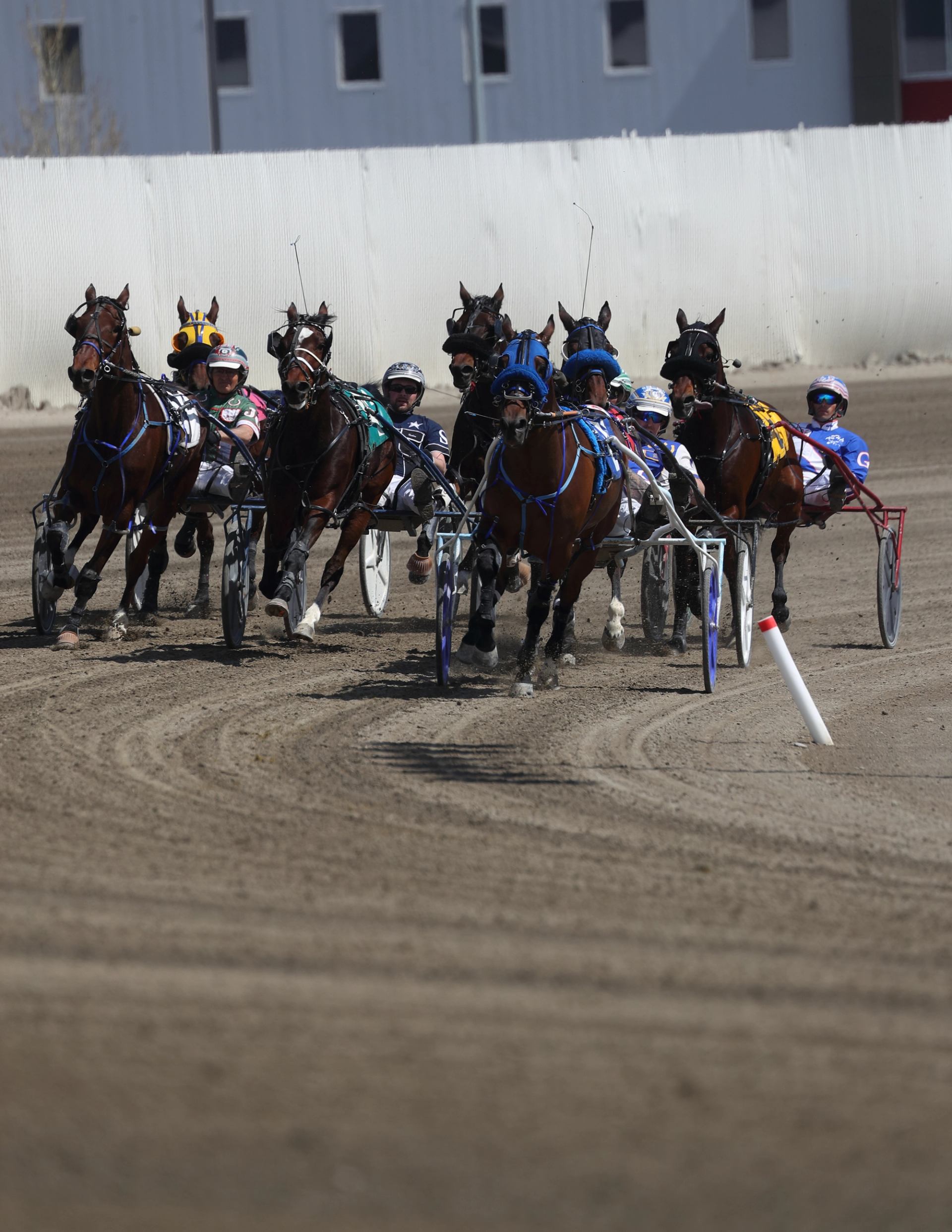 "Group of Standardbred horses racing around a bend on a dirt track.