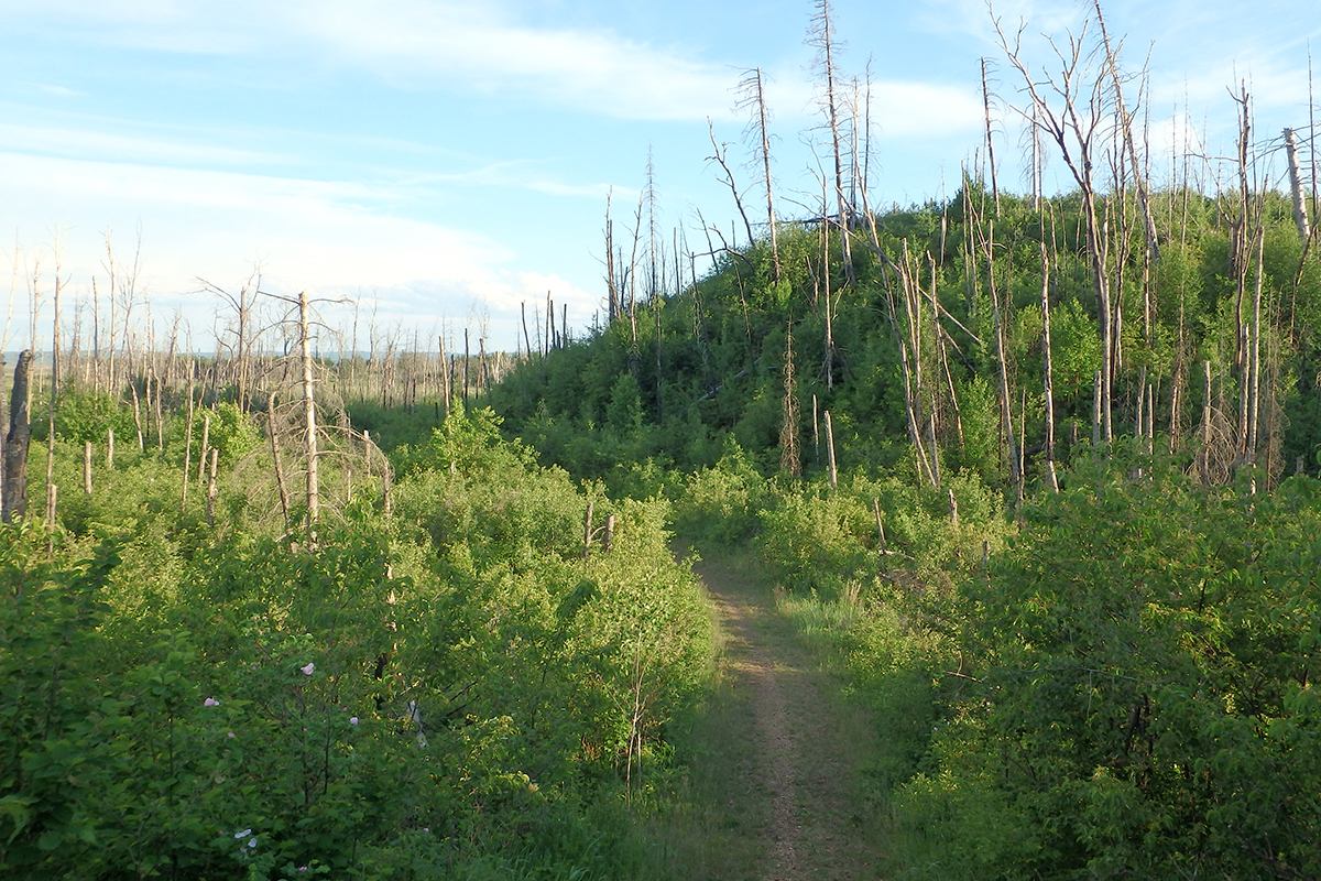 A hiking trail winding through ancient sand dunes covered in young trees.