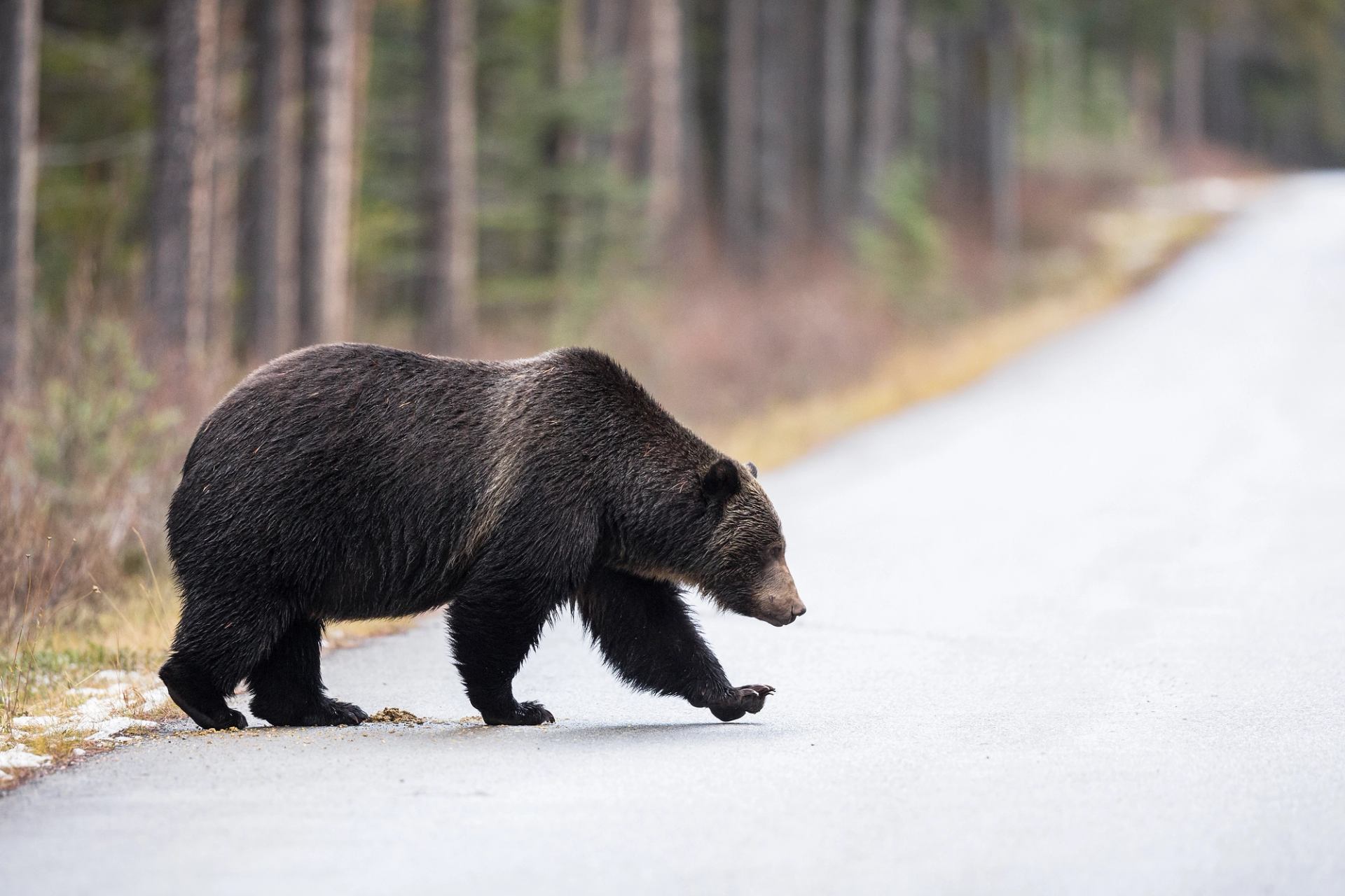 Brown bear walks across a paved road beside a forested area.