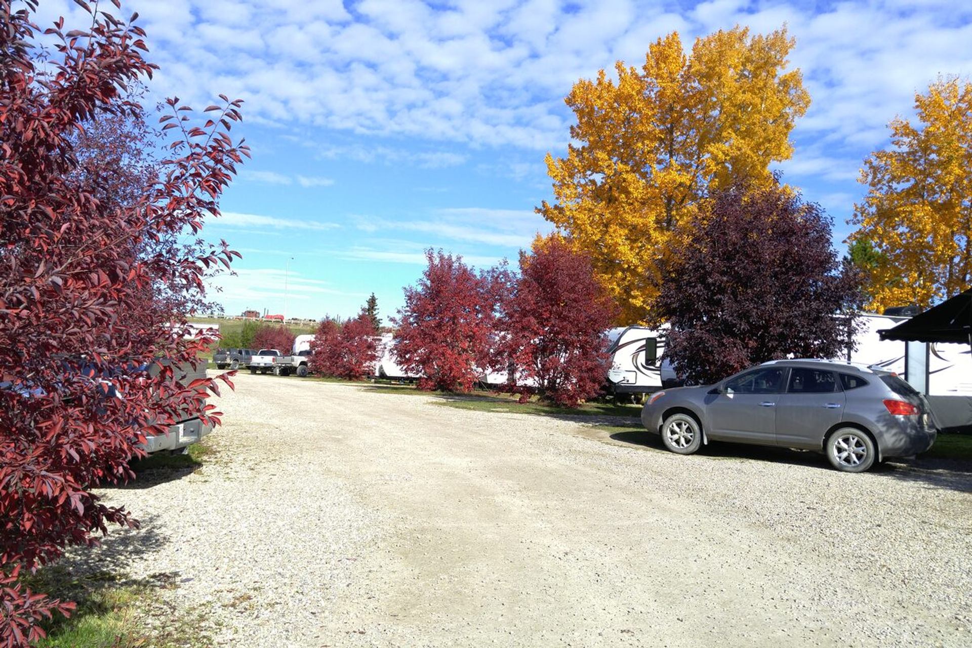 Gravel RV lane lined with red and yellow autumn trees and parked trailers.