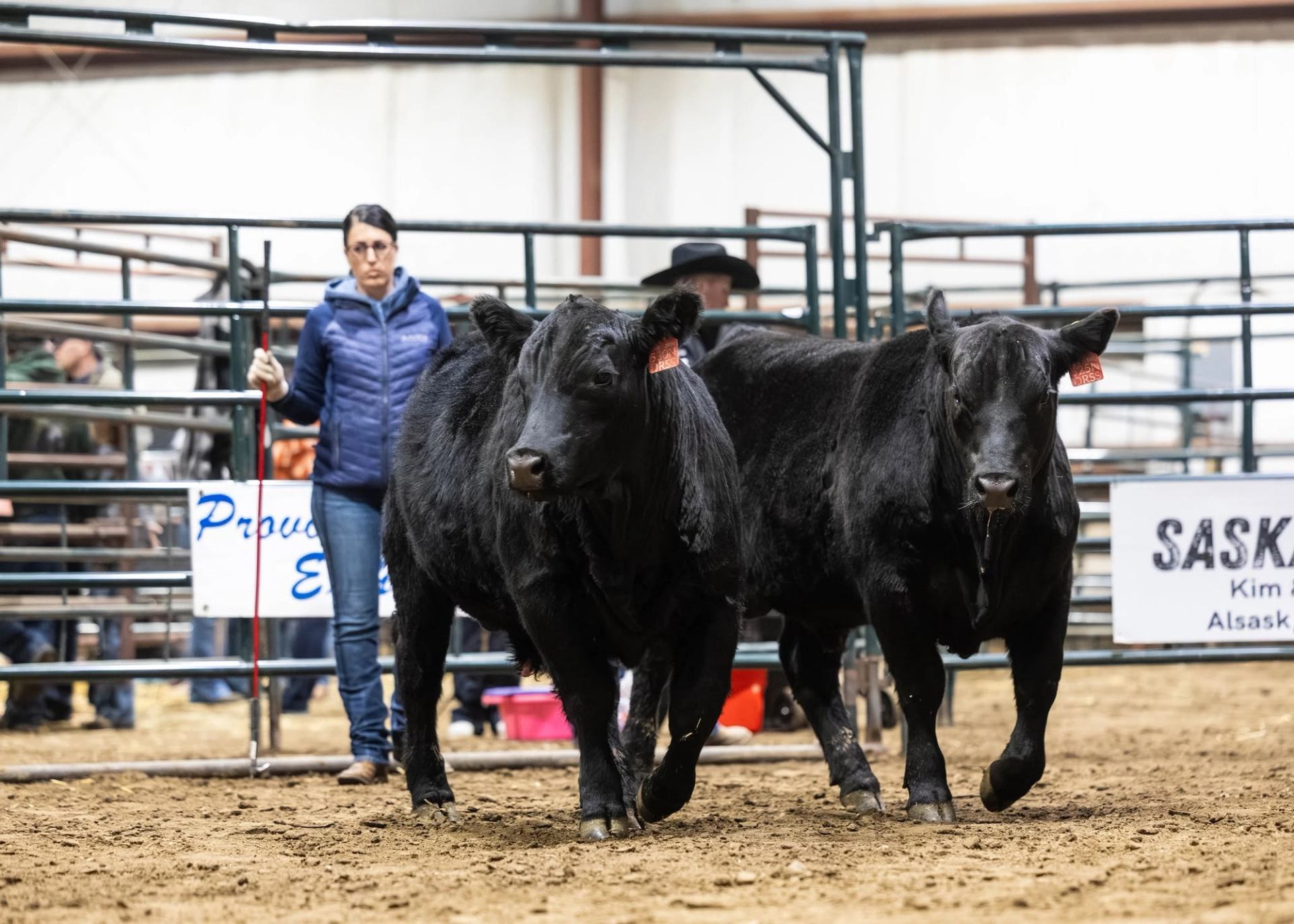 Two black cattle walk in an indoor show ring with handlers and metal pens.