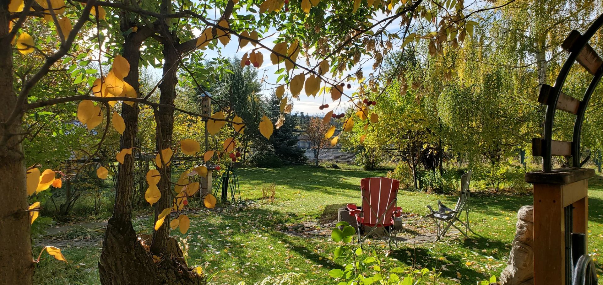 Backyard lawn with trees, yellow leaves, and chairs beside a fire pit.