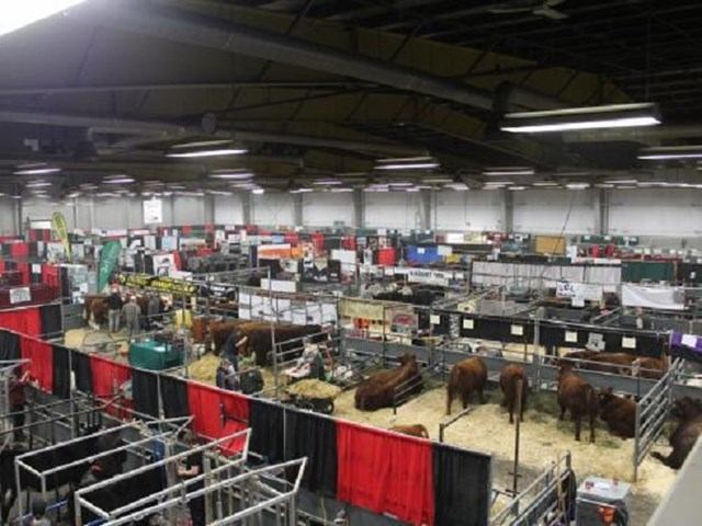 Indoor exhibition hall with cattle pens, vendor booths and people under overhead lights.