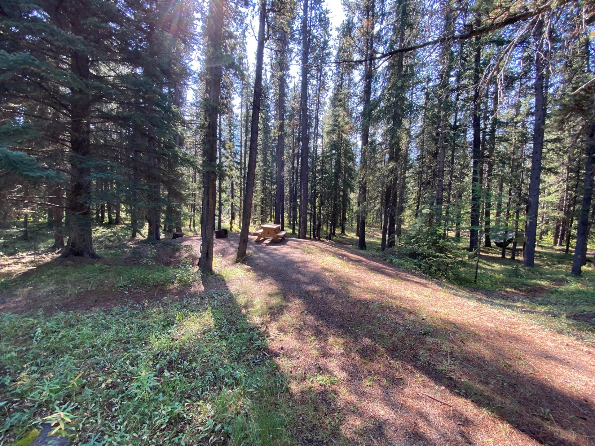 Sunlight filters through tall trees near a forest picnic table.