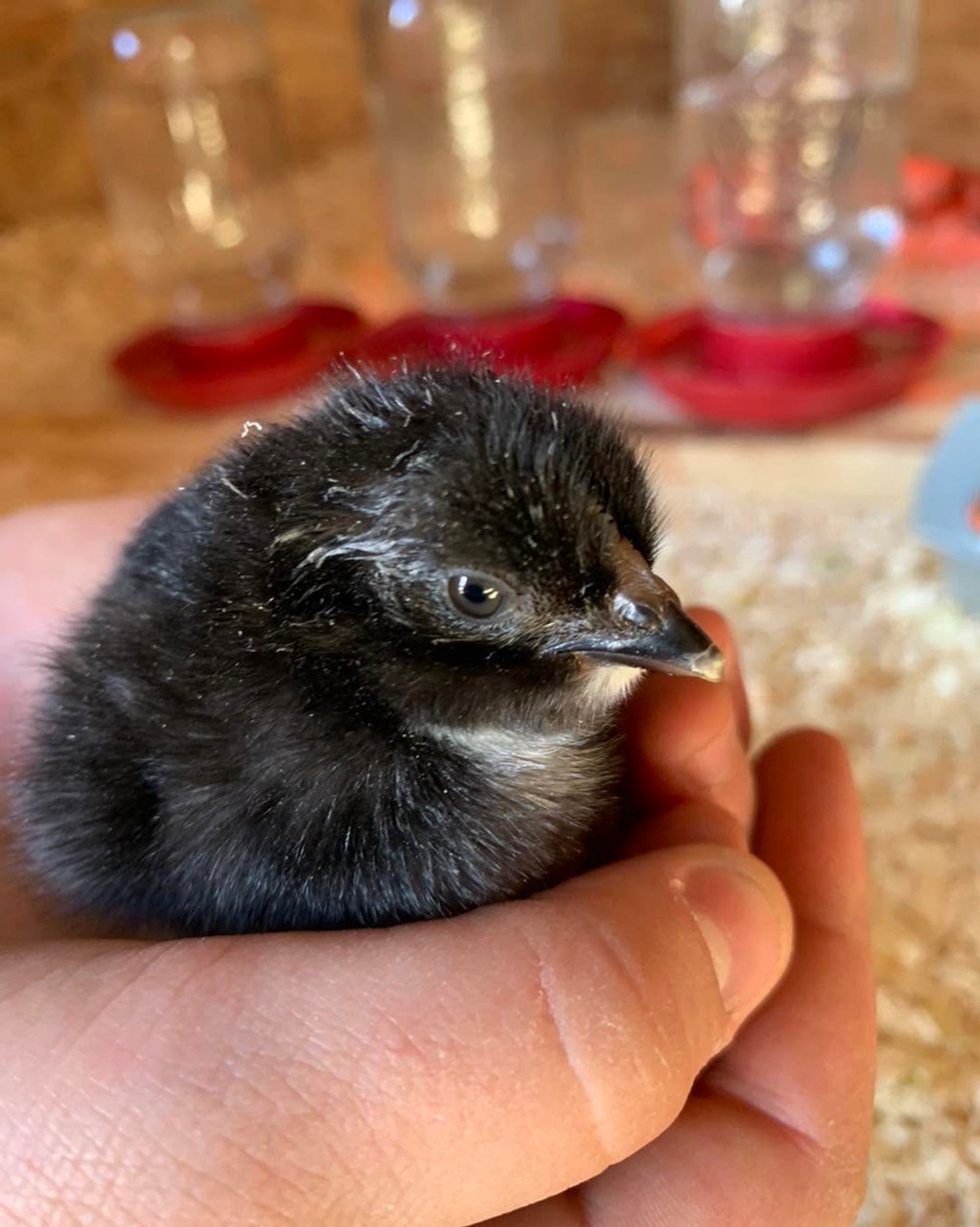 BFF Farm showcases a newly hatched black chick resting gently in a visitor's hands.