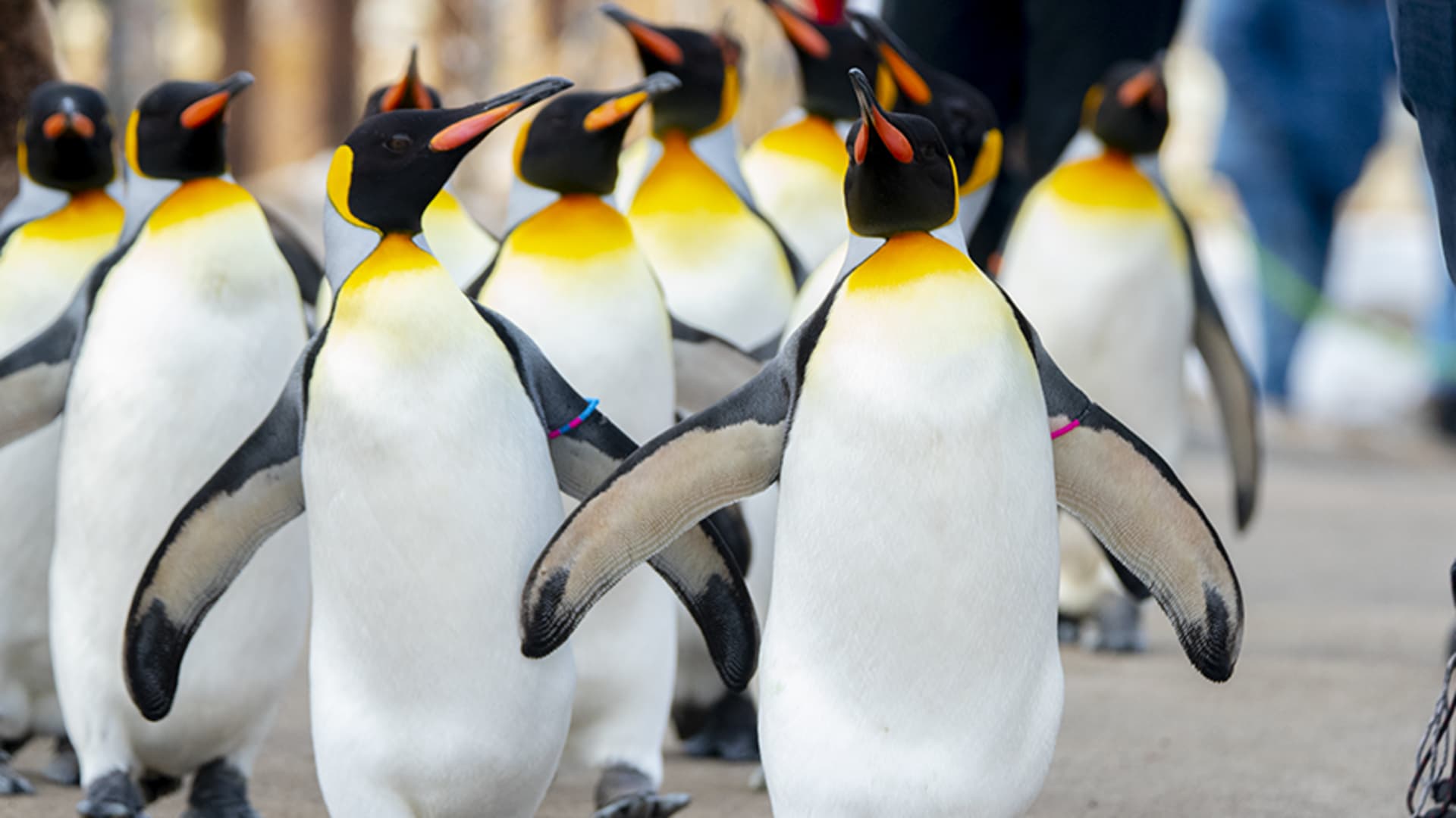 Penguin Walk | Canada's Alberta