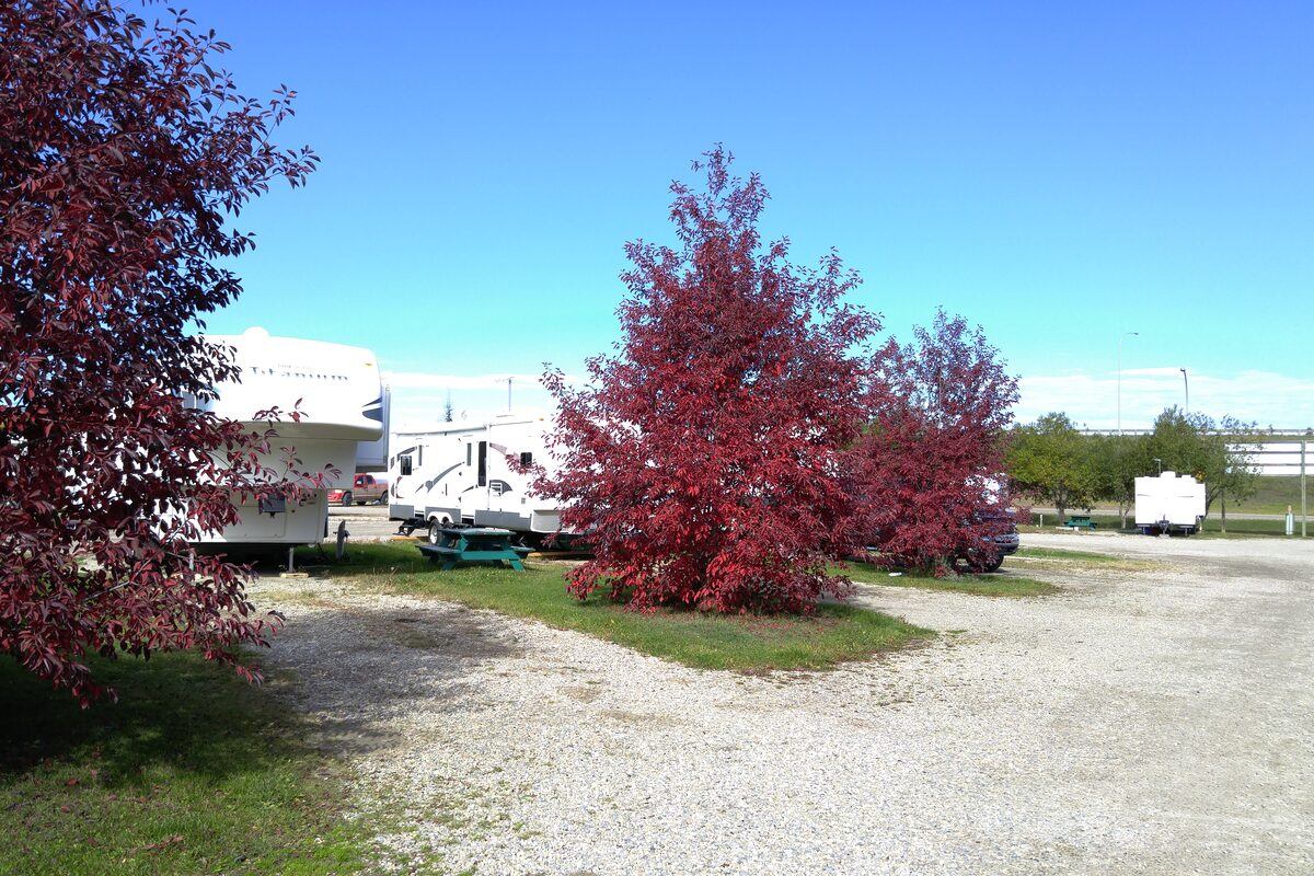 Several RVs parked near bright red trees on a gravel campground loop.