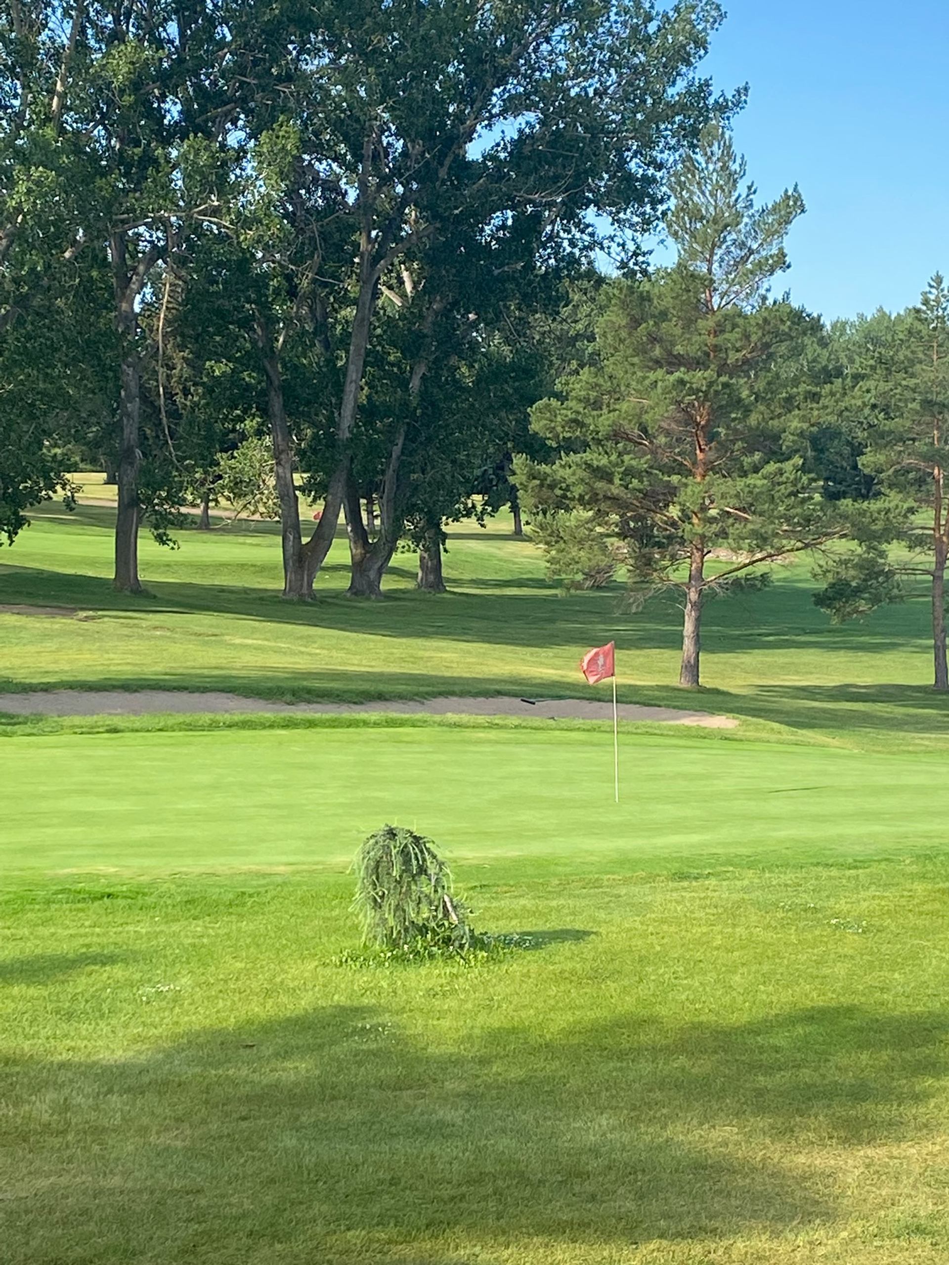 Golf green with a red flag surrounded by trees on a sunny day. 