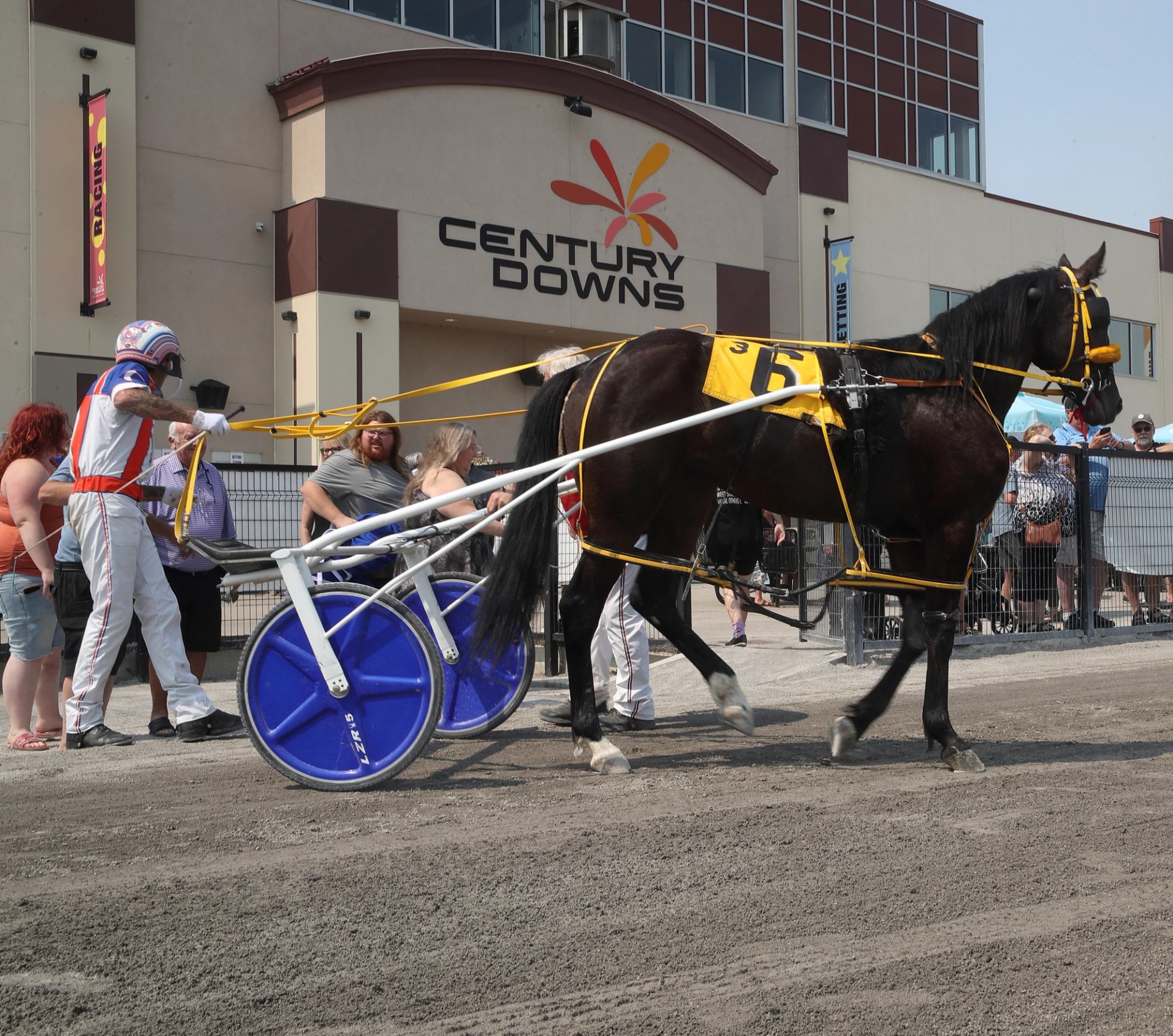 Harness horse walks past Century Downs at Libations Fest