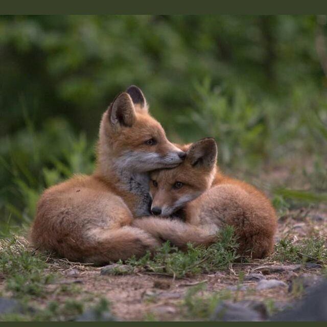 Two young foxes cuddling on a grassy patch in a natural setting.