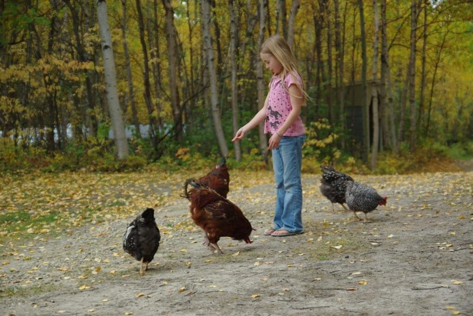 Great and Small Adventure Farm welcomes visitors to meet and feed free-ranging chickens.