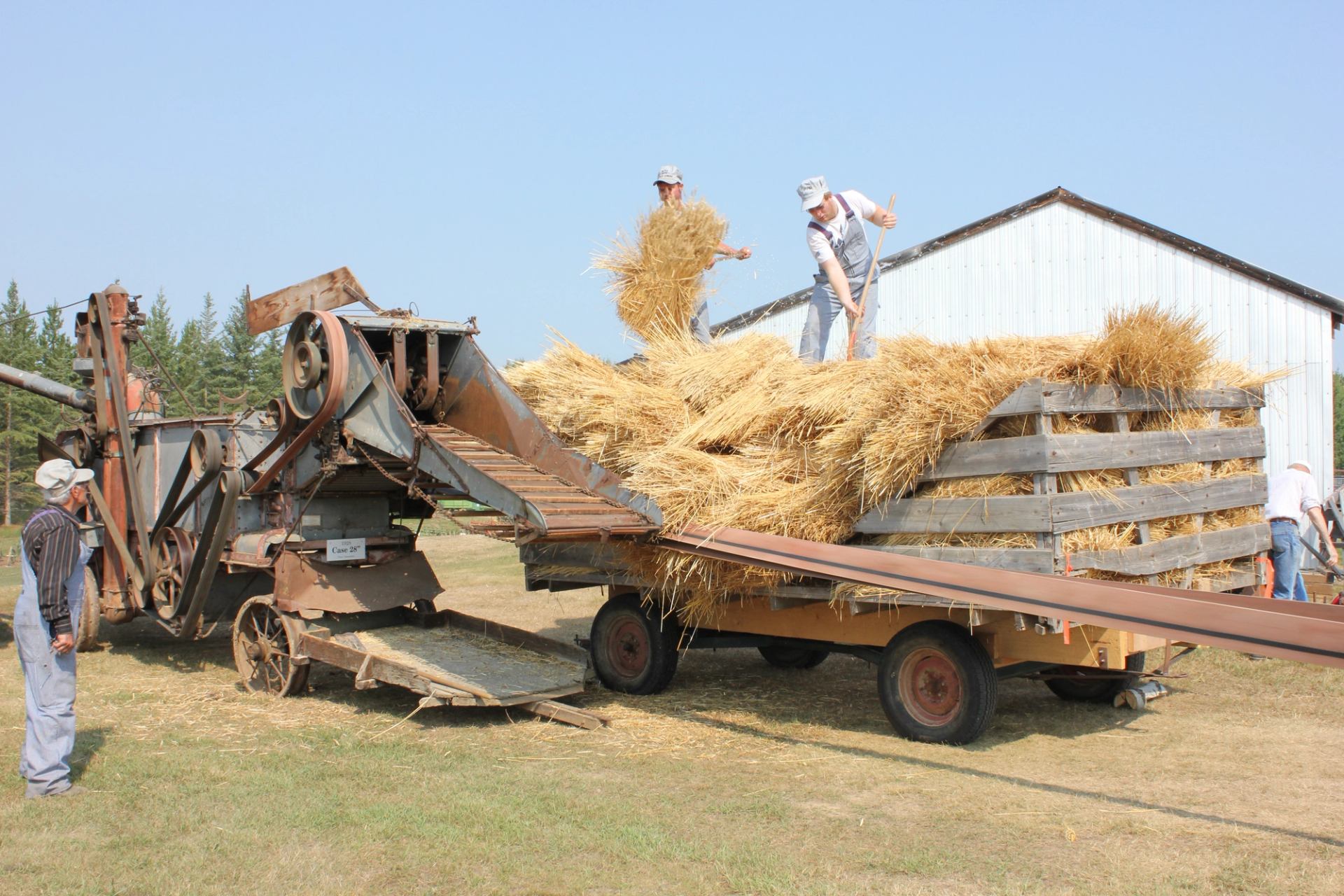 two men pitching bundles into threshing machine